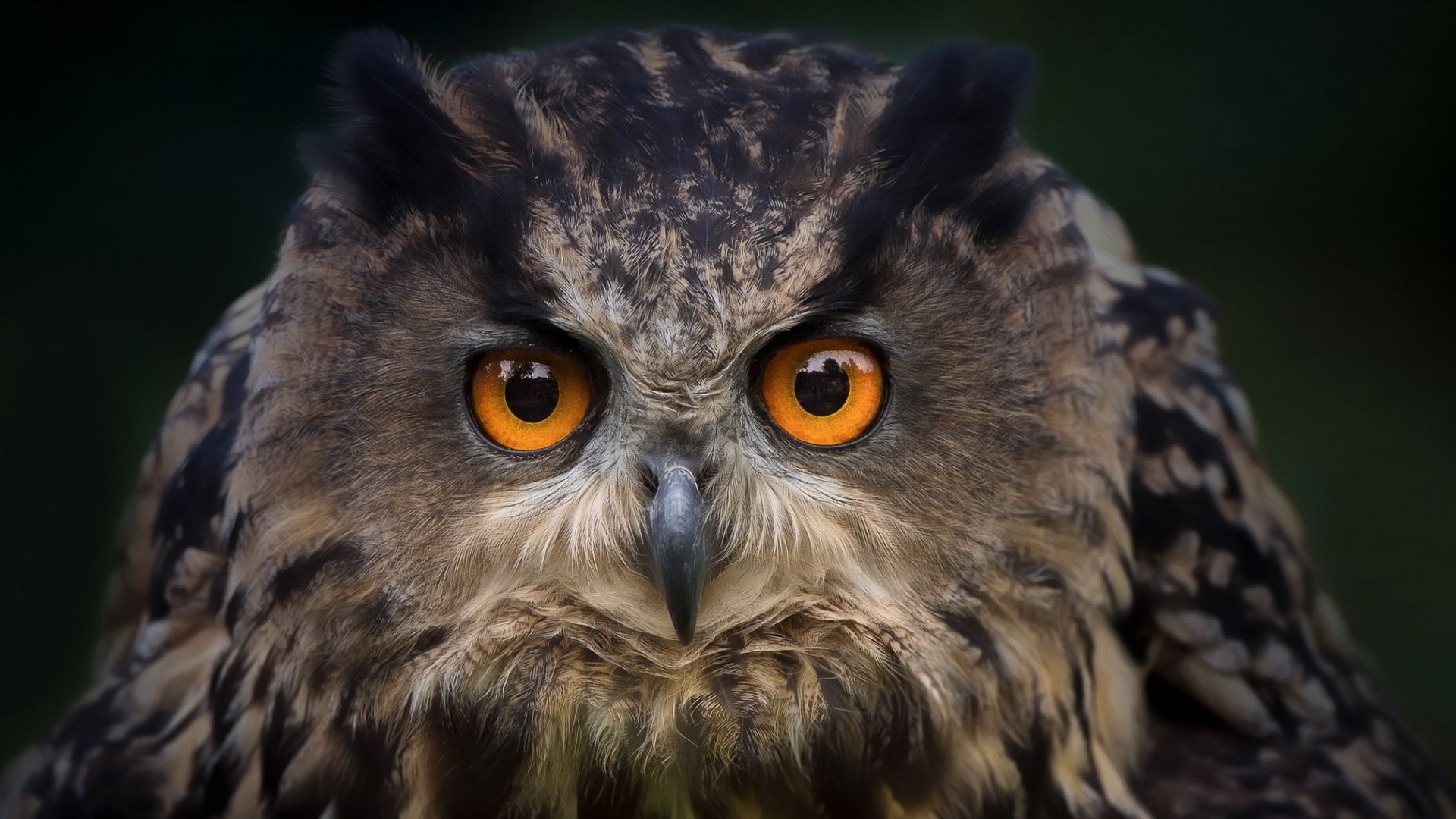 Wallpaper Owl bird muzzle, eyes