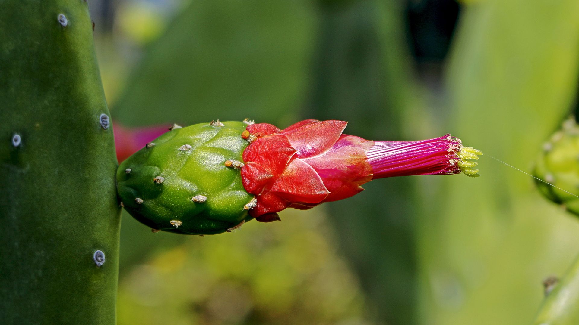 Wallpaper Cactus flower, close up