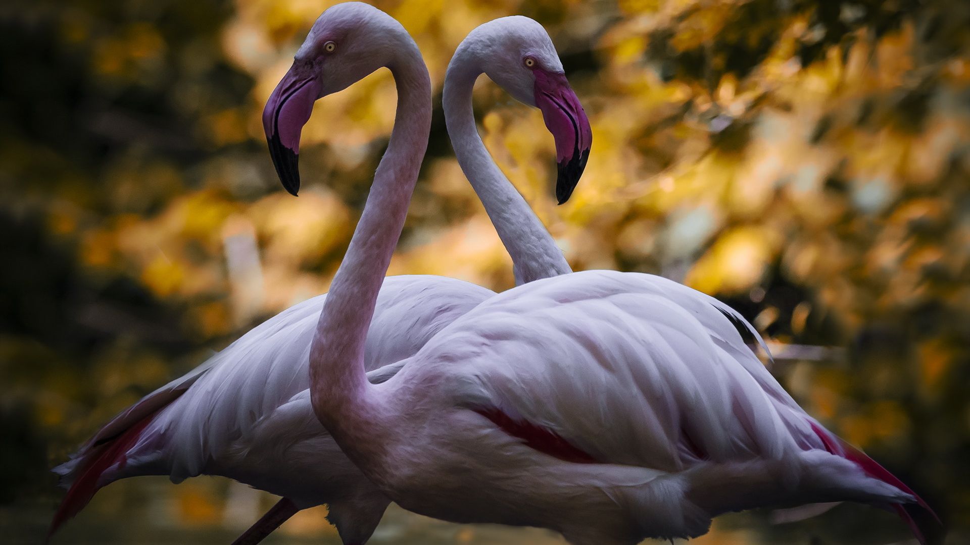 Wallpaper Pink, big bird, flamingo