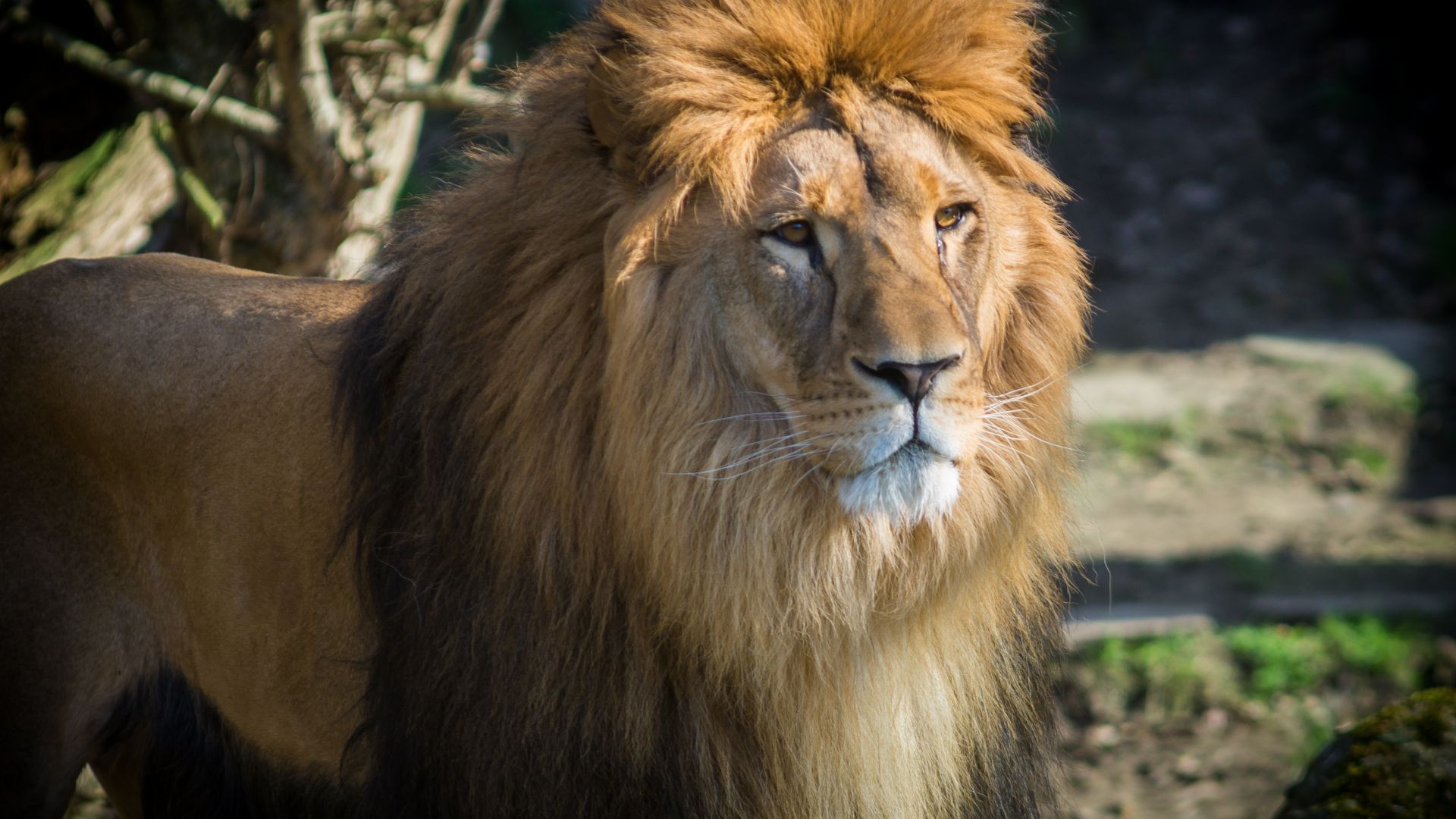 Wallpaper Furry Lion, wild animal, zoo