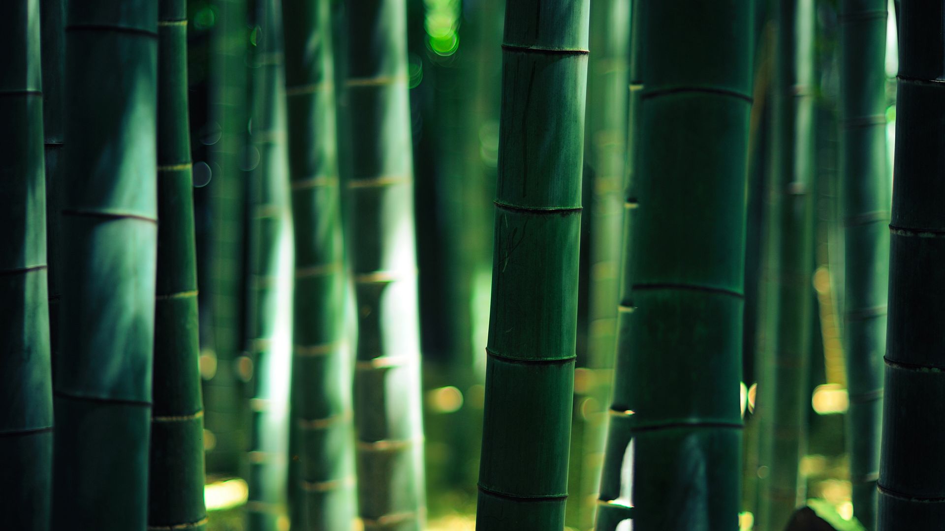 Wallpaper Bamboo wood forest