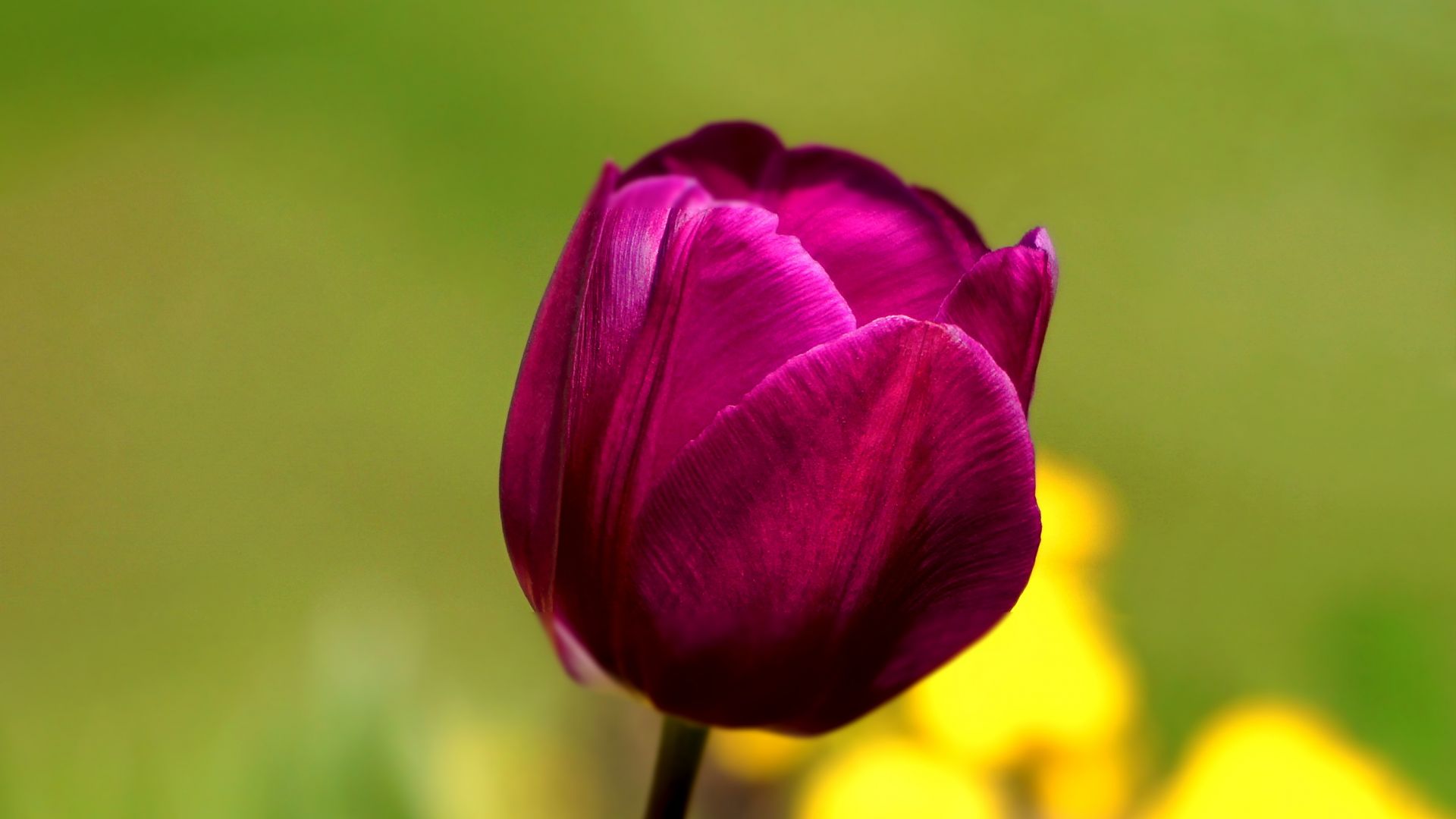 Wallpaper Bud, flower, tulip, close up