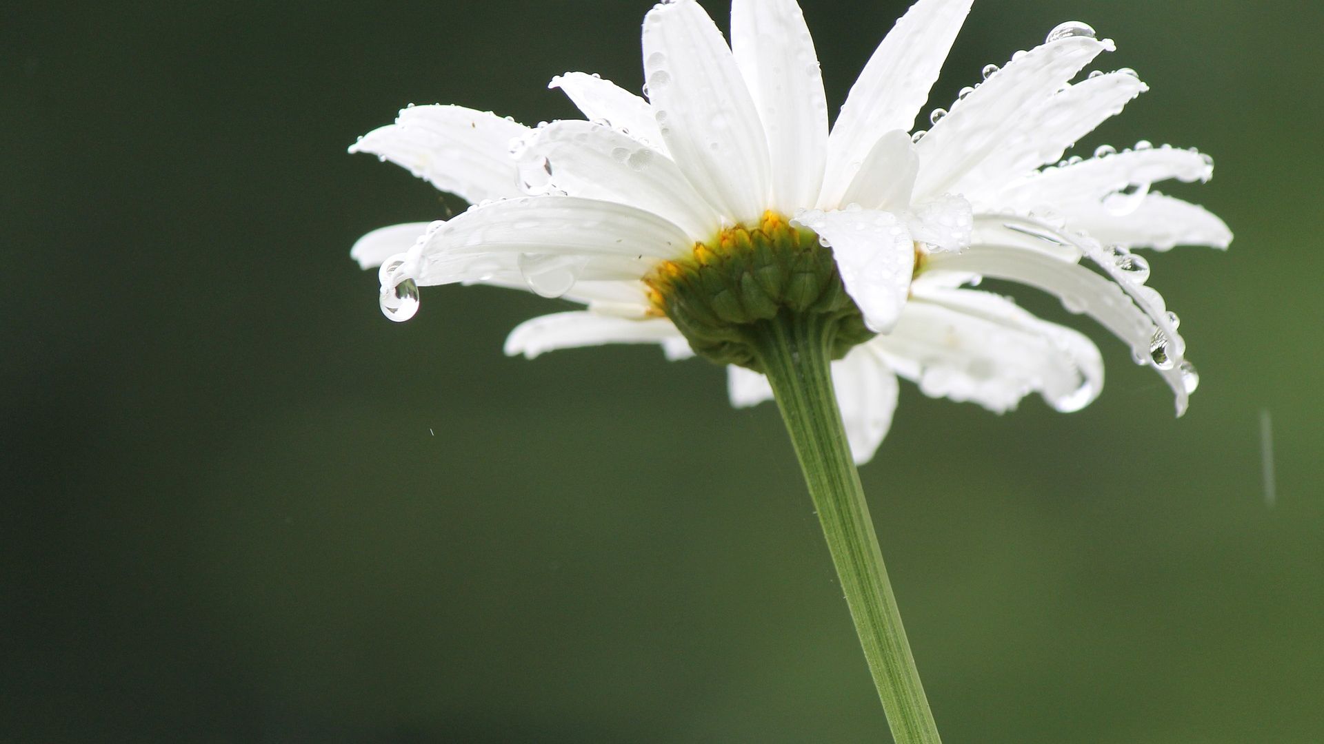 Wallpaper Daisy flower, drops, spring