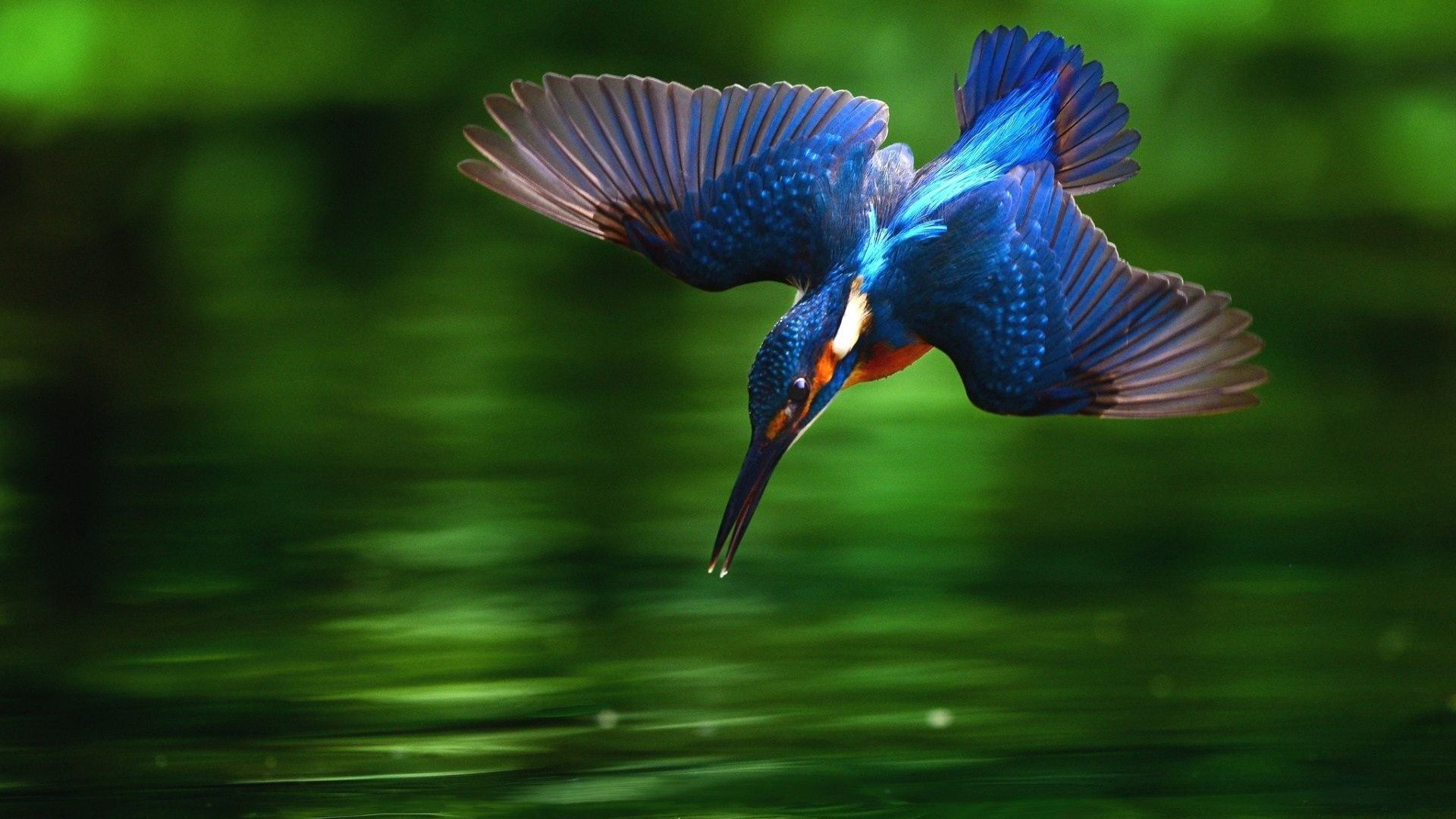 Wallpaper Blue cute bird flying over lake