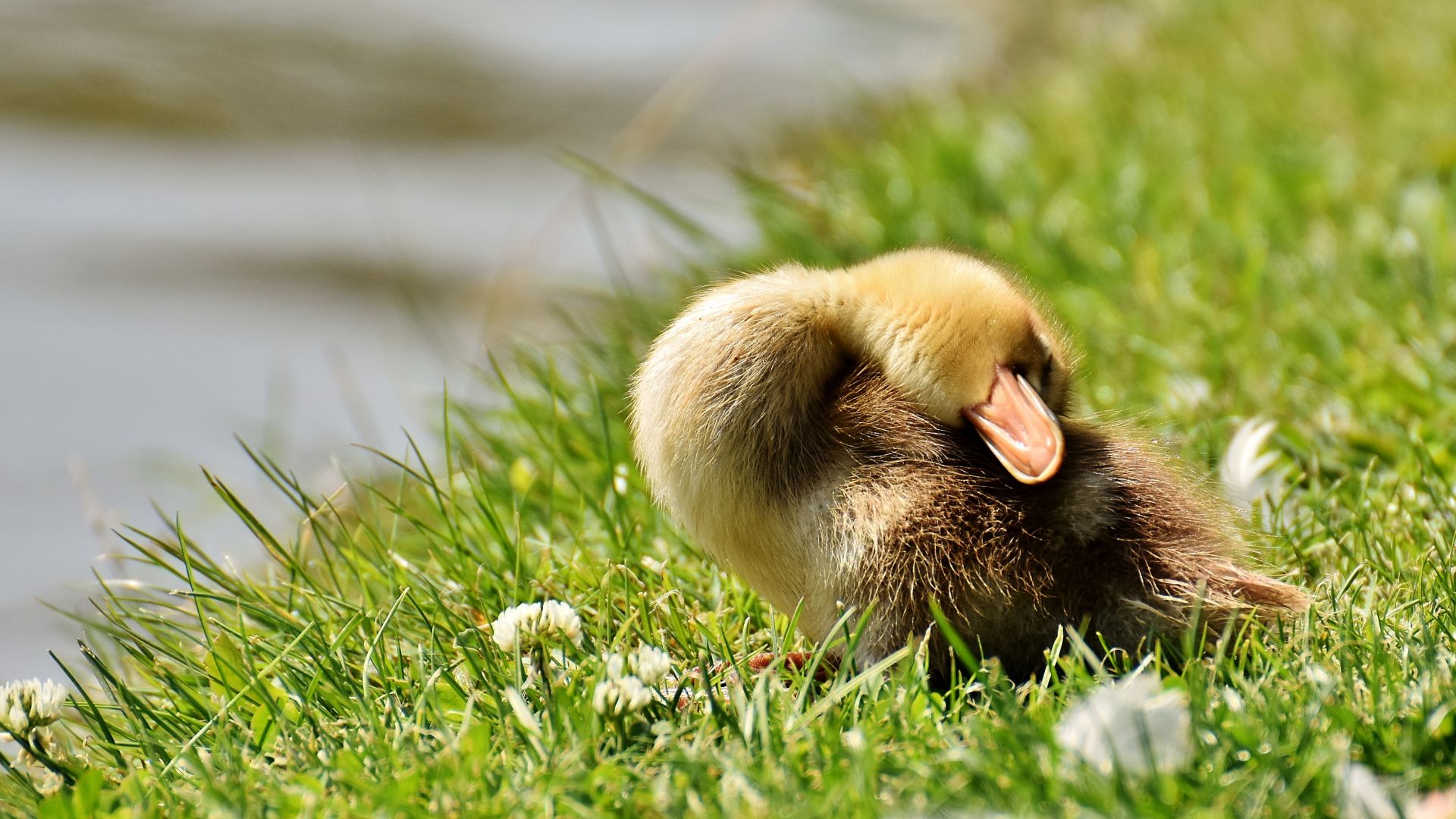 Wallpaper Duckling, sleep, baby duck, grass