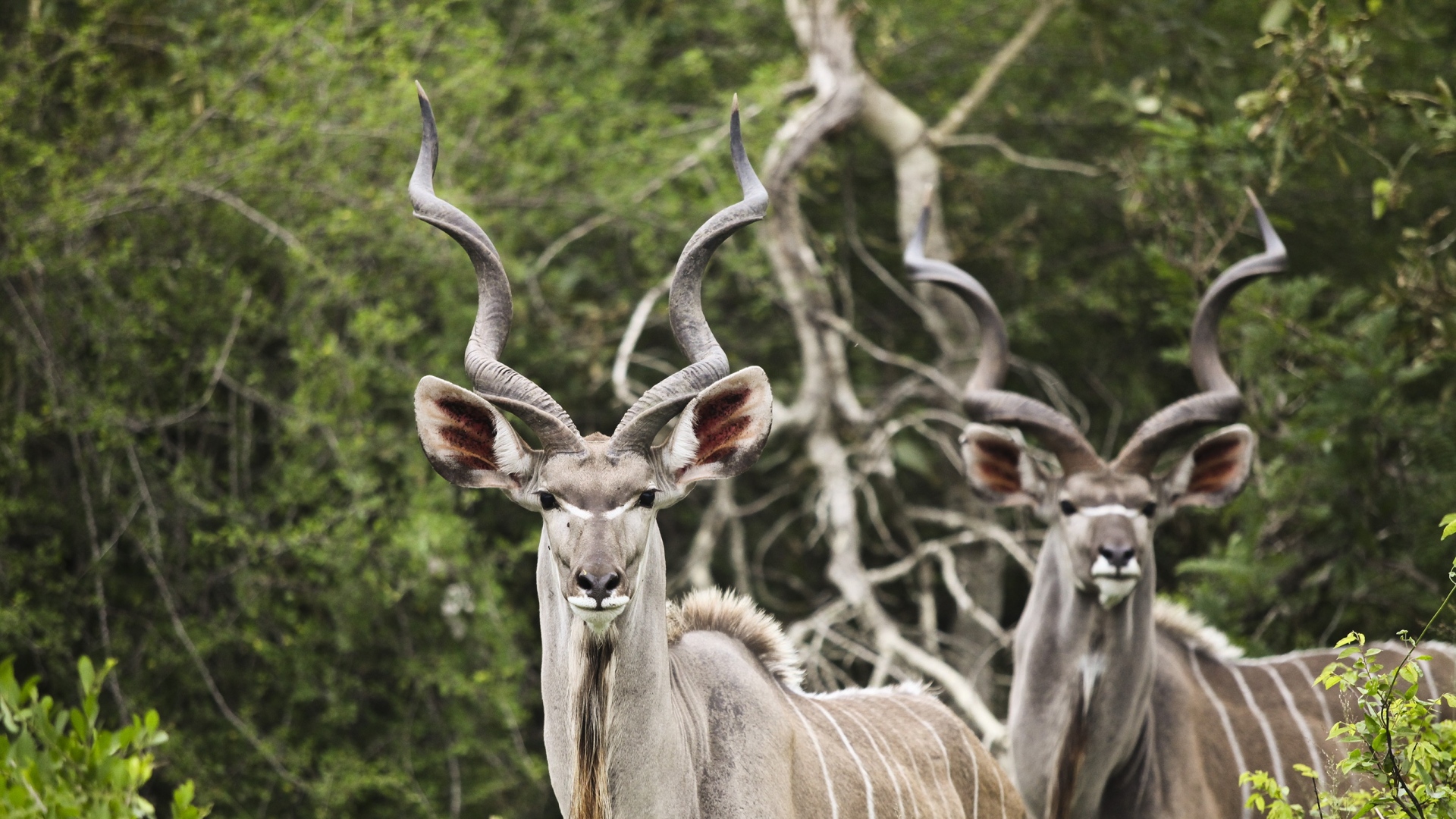 Wallpaper Kudu, antelope, horns, wildlife