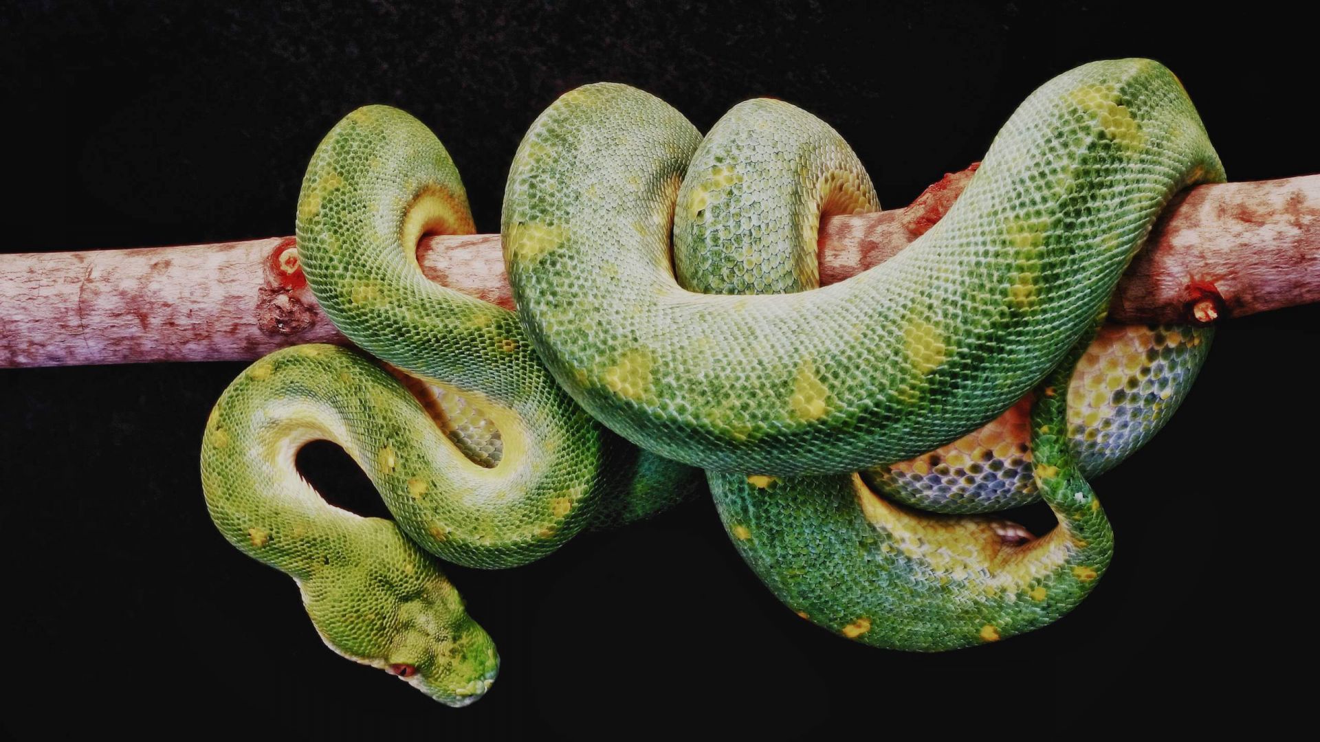 Wallpaper Boa green snake