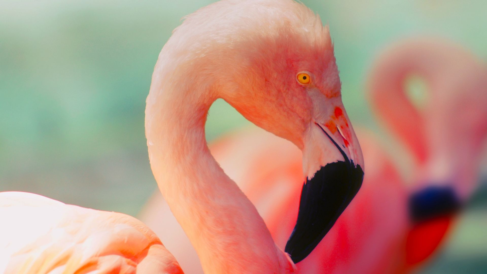 Wallpaper Flamingo, beautiful pink bird, neck, beak