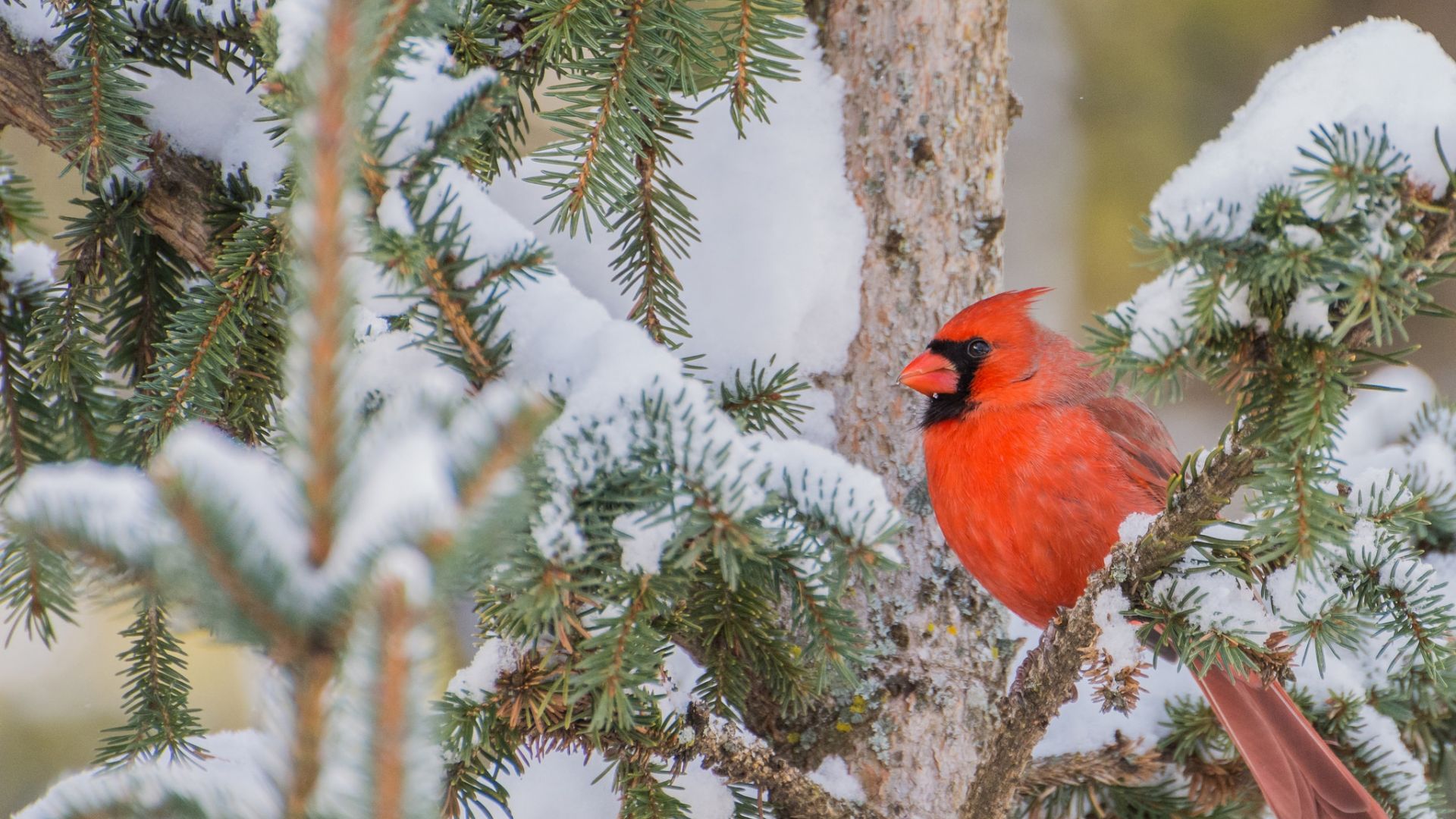 Wallpaper Cardinal bird, winter, snow, tree branch