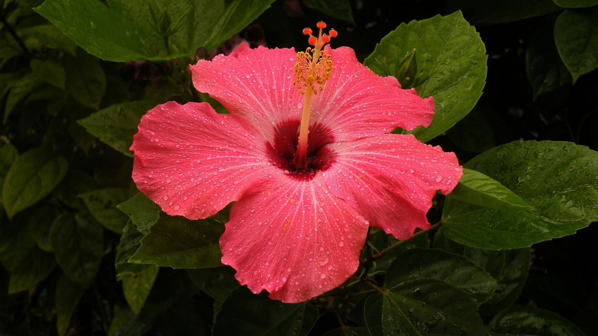 Wallpaper Hibiscus pink flower, drops