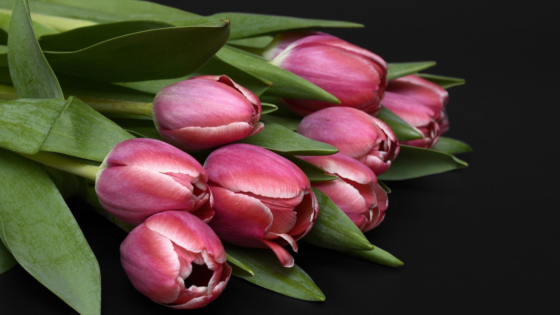 Wallpaper Pink tulips, flower, bud