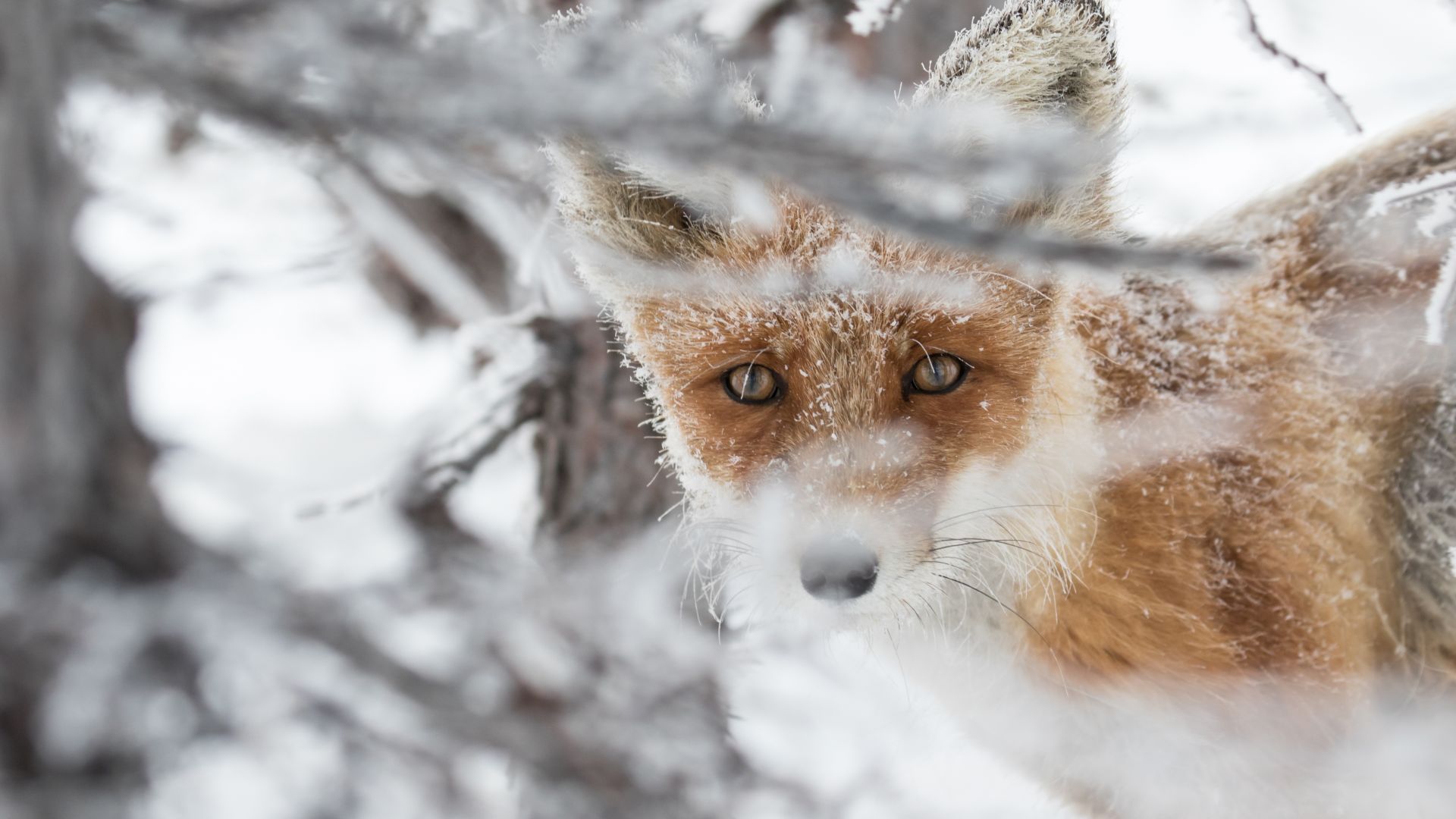 Wallpaper Winter, tree branch, wildlife, fox