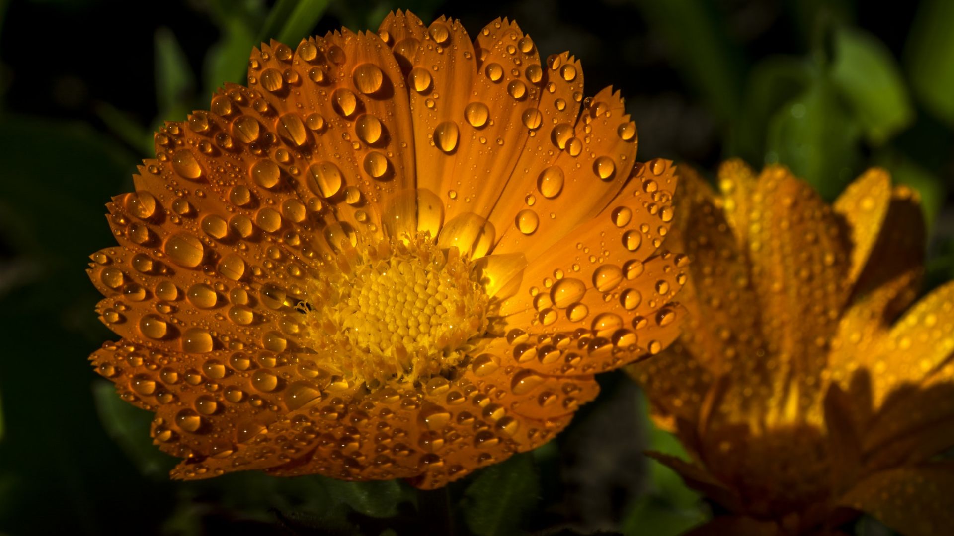 Wallpaper Drops on yellow flower, petals, close up