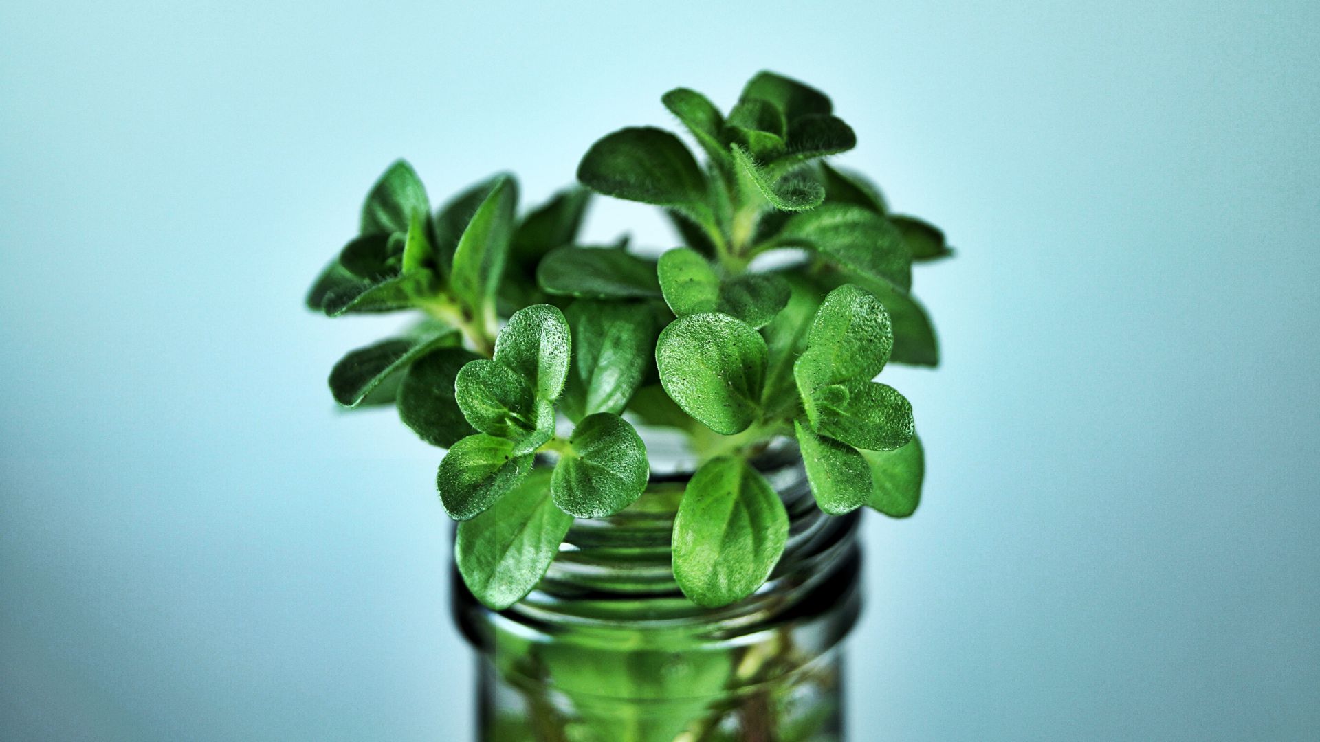 Wallpaper Mint plants in jar