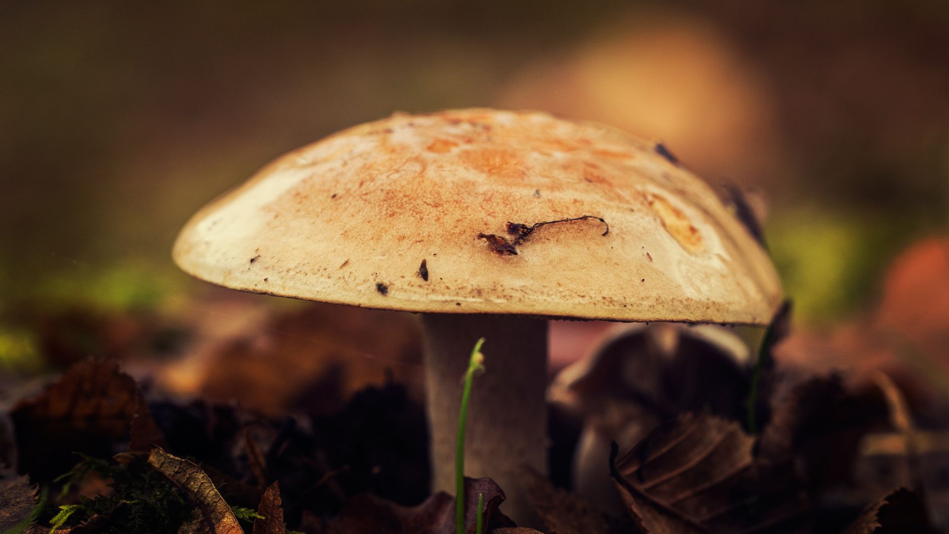 Wallpaper Mushroom, leaves, close up, autumn, 4k