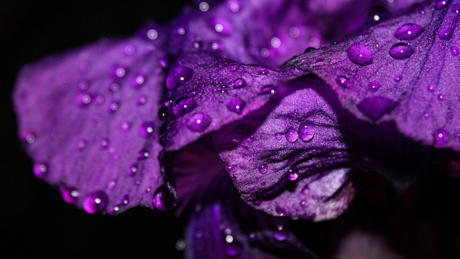 Wallpaper Iris flower, drops, petals