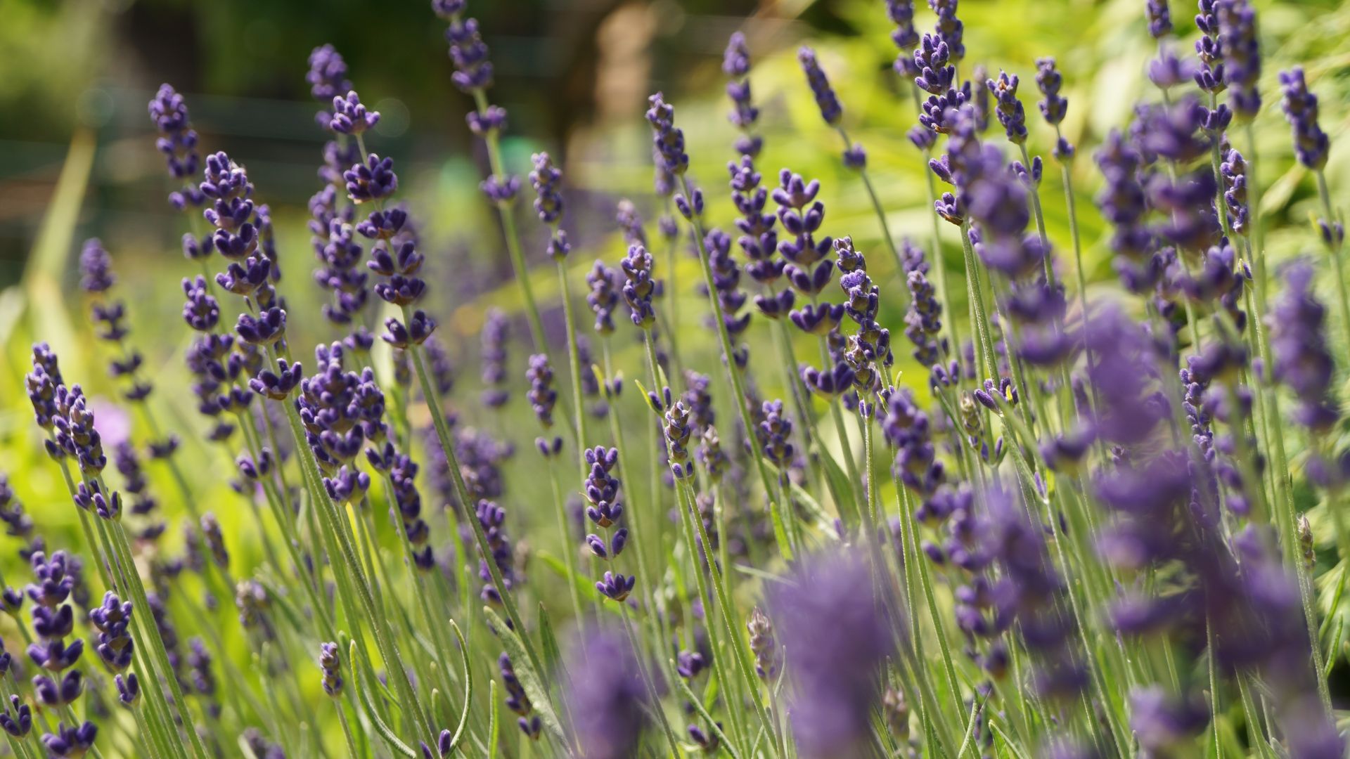 Wallpaper Lavender, flowers, farm, meadow, bloom