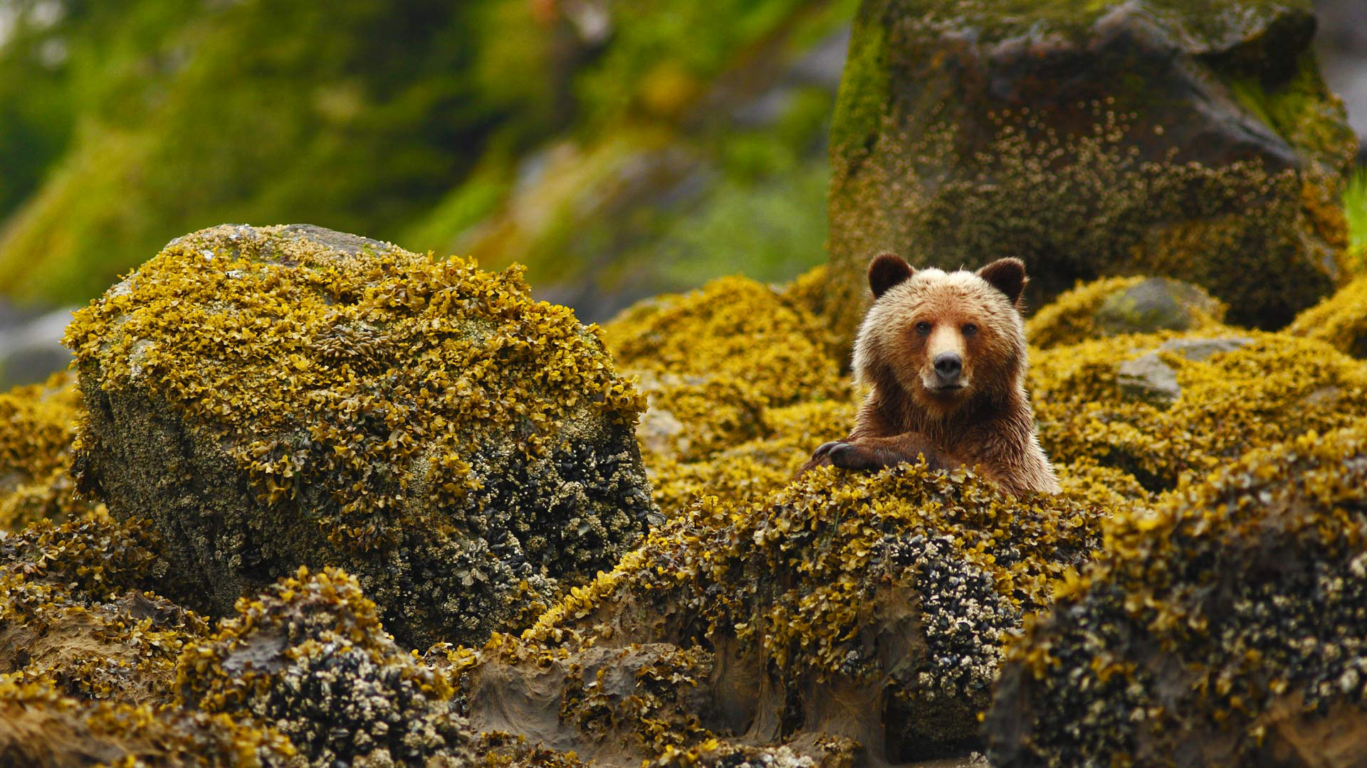 Wallpaper Bear, predator, wild animal, rocks, forest