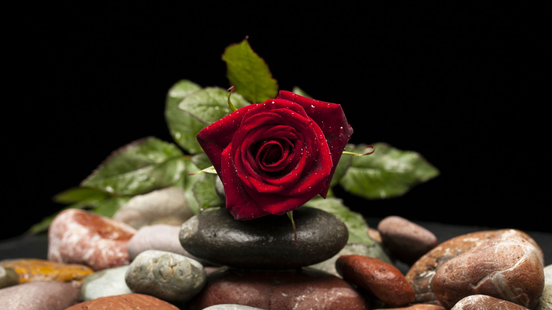 Wallpaper Red rose, drops, rocks