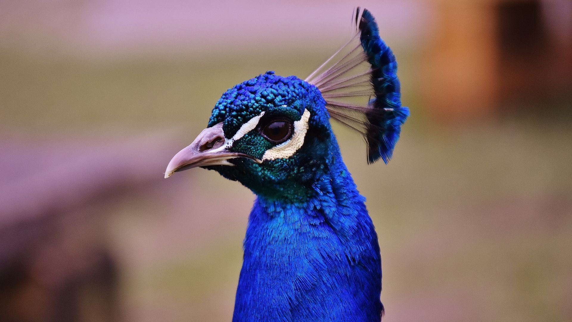 Wallpaper Peacock muzzle, bird