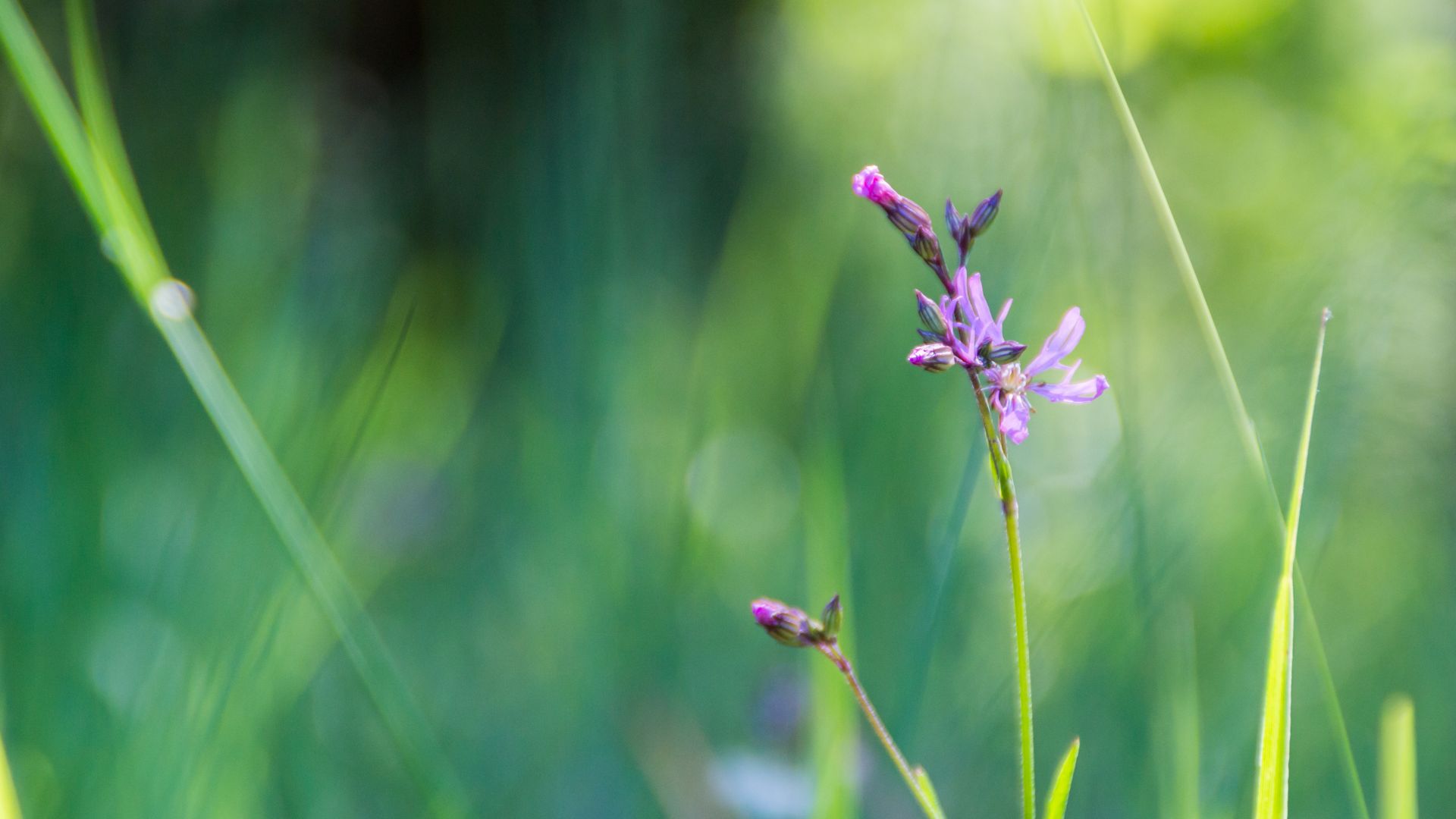 Wallpaper Blur, bokeh, violet wild flower
