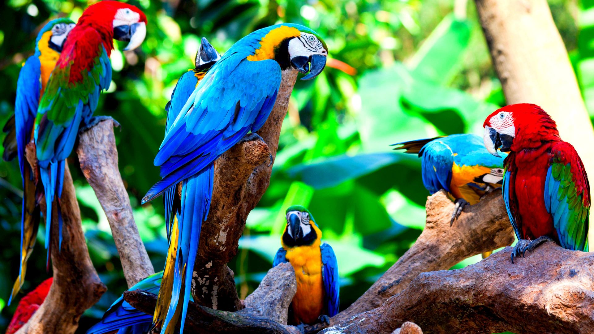 Wallpaper Macaw birds, sitting, colorful birds