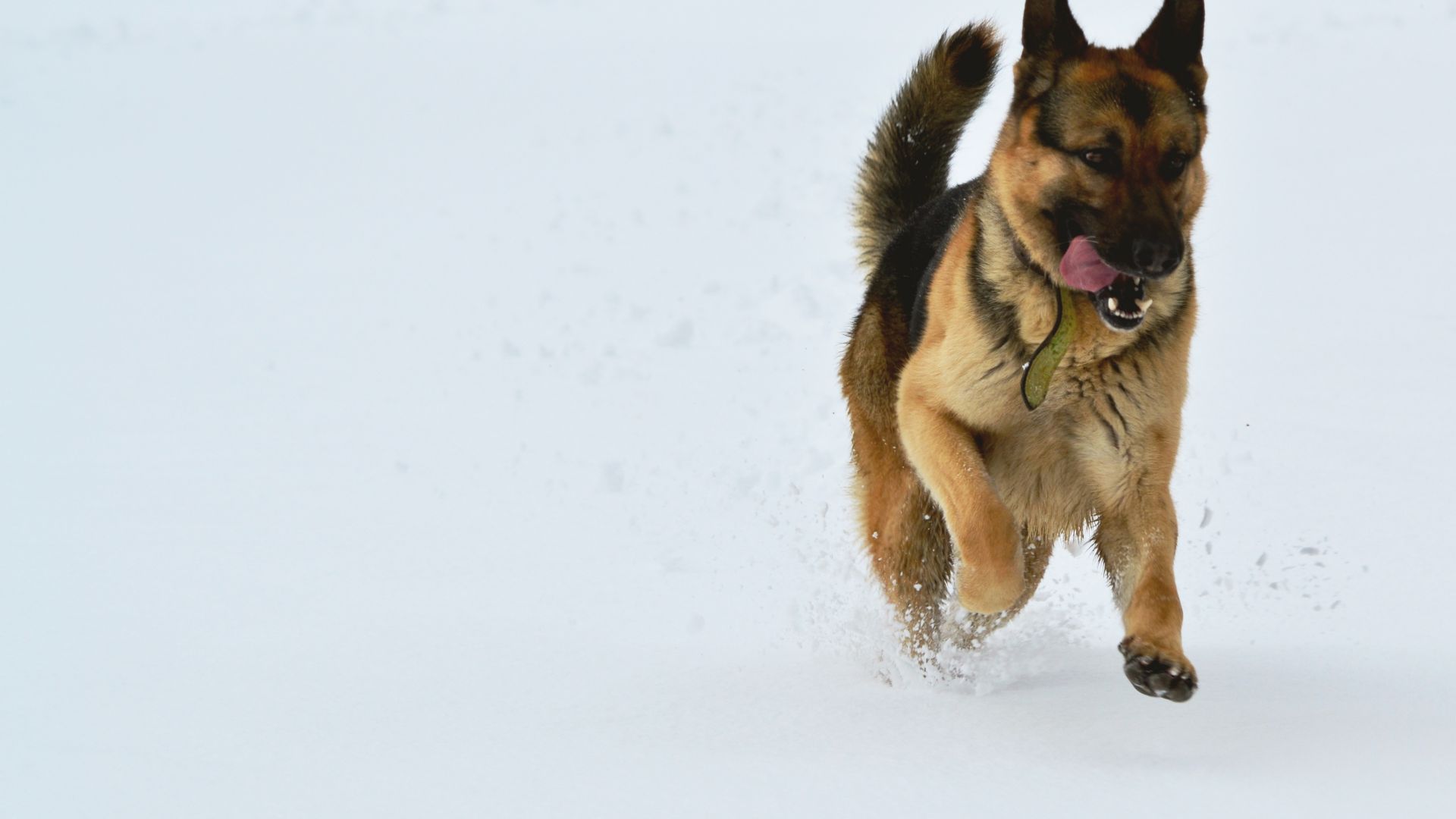 Wallpaper German shepherd, dog, animal, snow, run