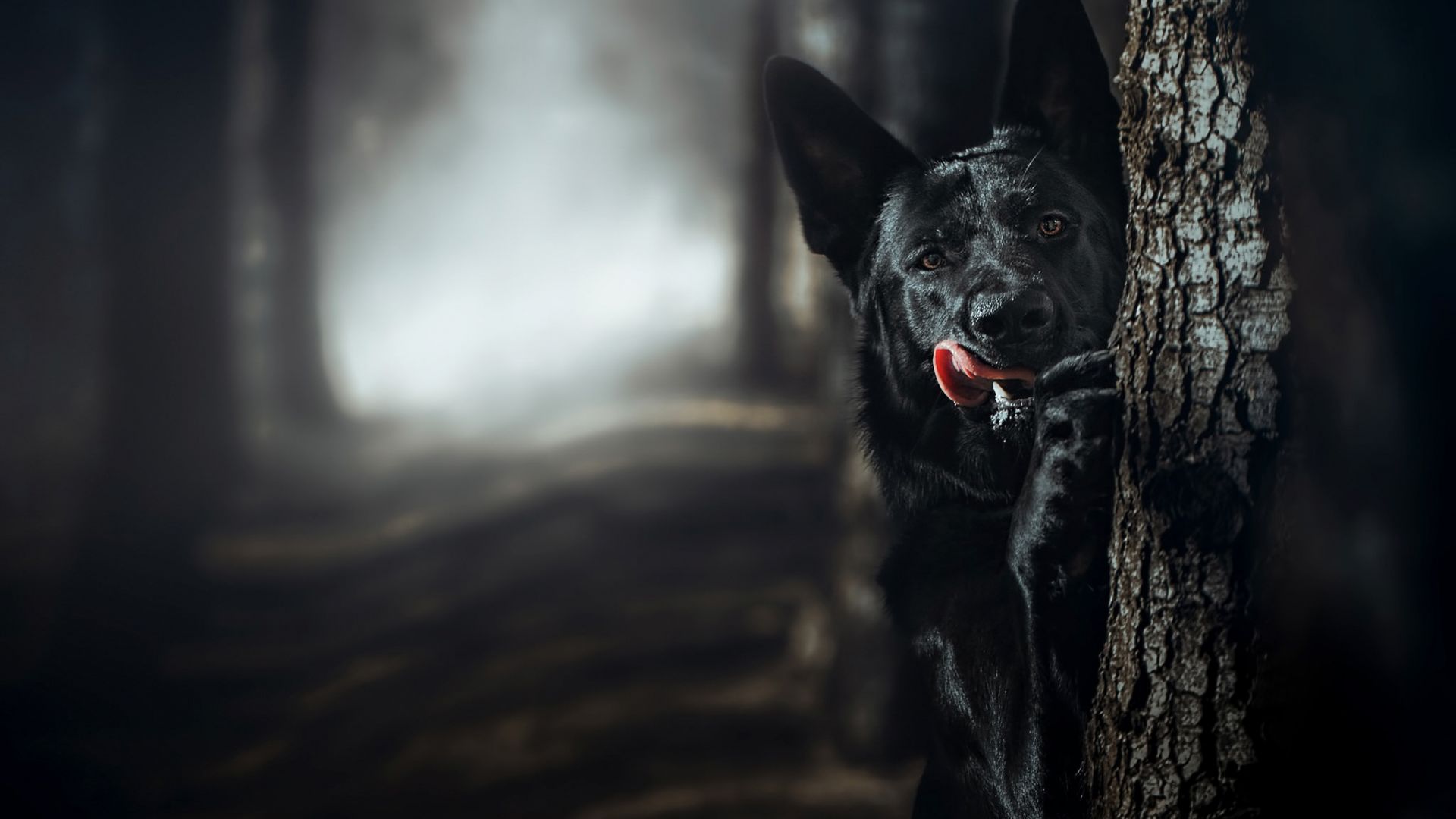 Wallpaper Black dog behind tree, German Shepherd