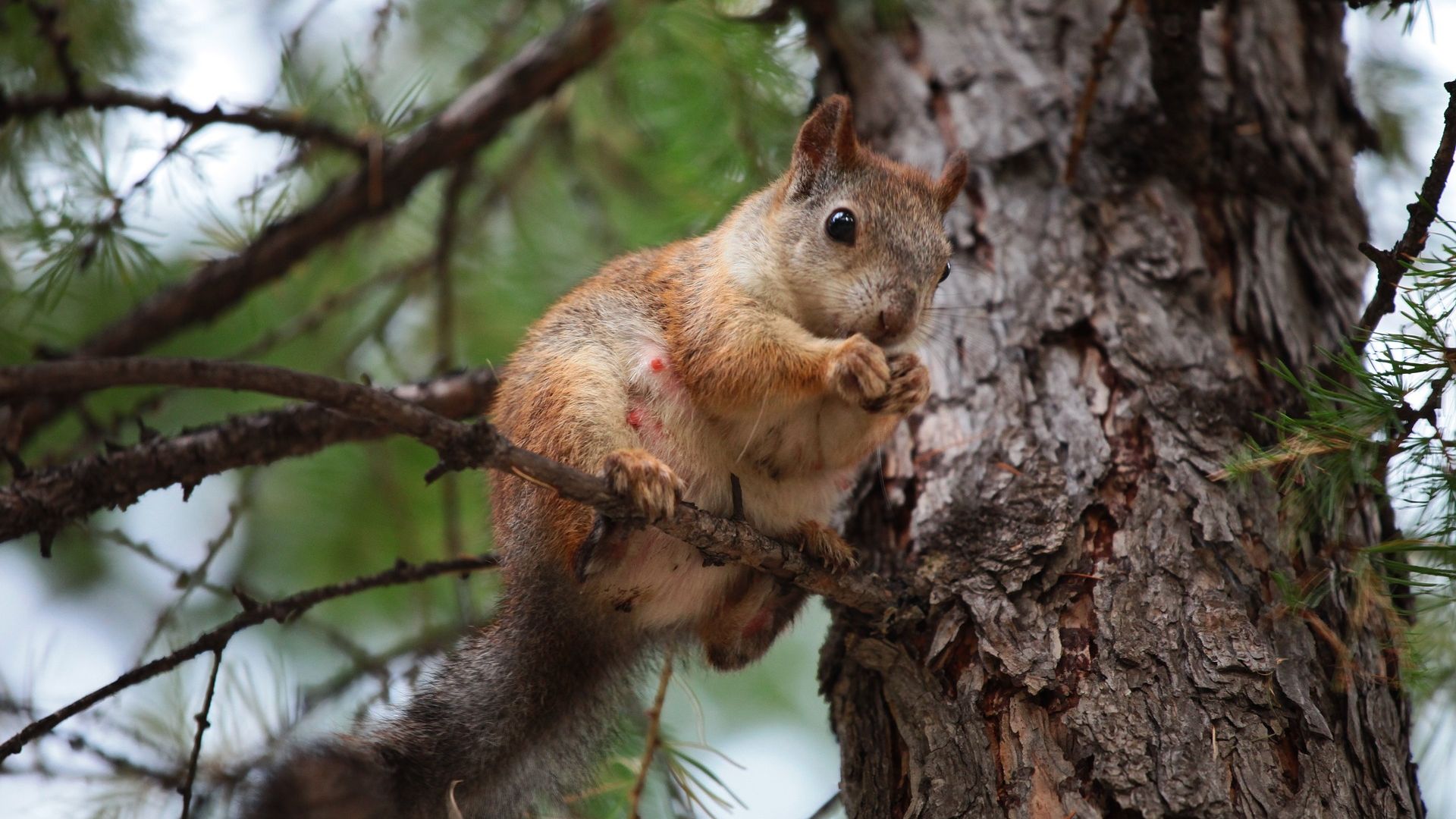 Wallpaper Squirrel, chipmunk, sitting on tree branch