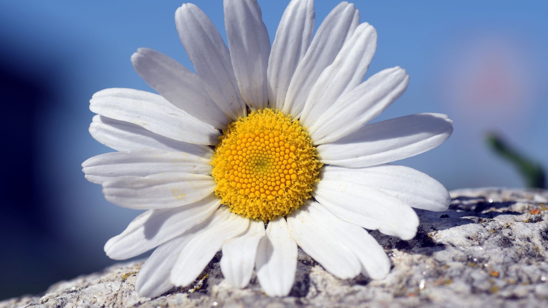 Wallpaper White daisy flower, petals, close up