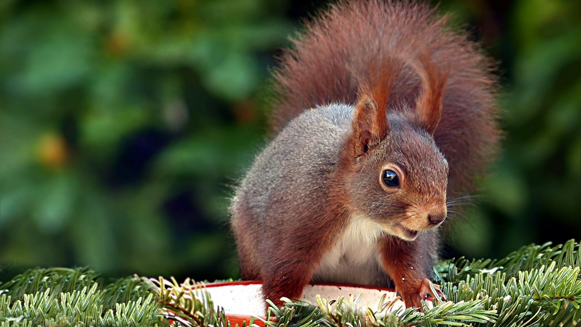 Wallpaper Squirrel, play, cute rodent, close up