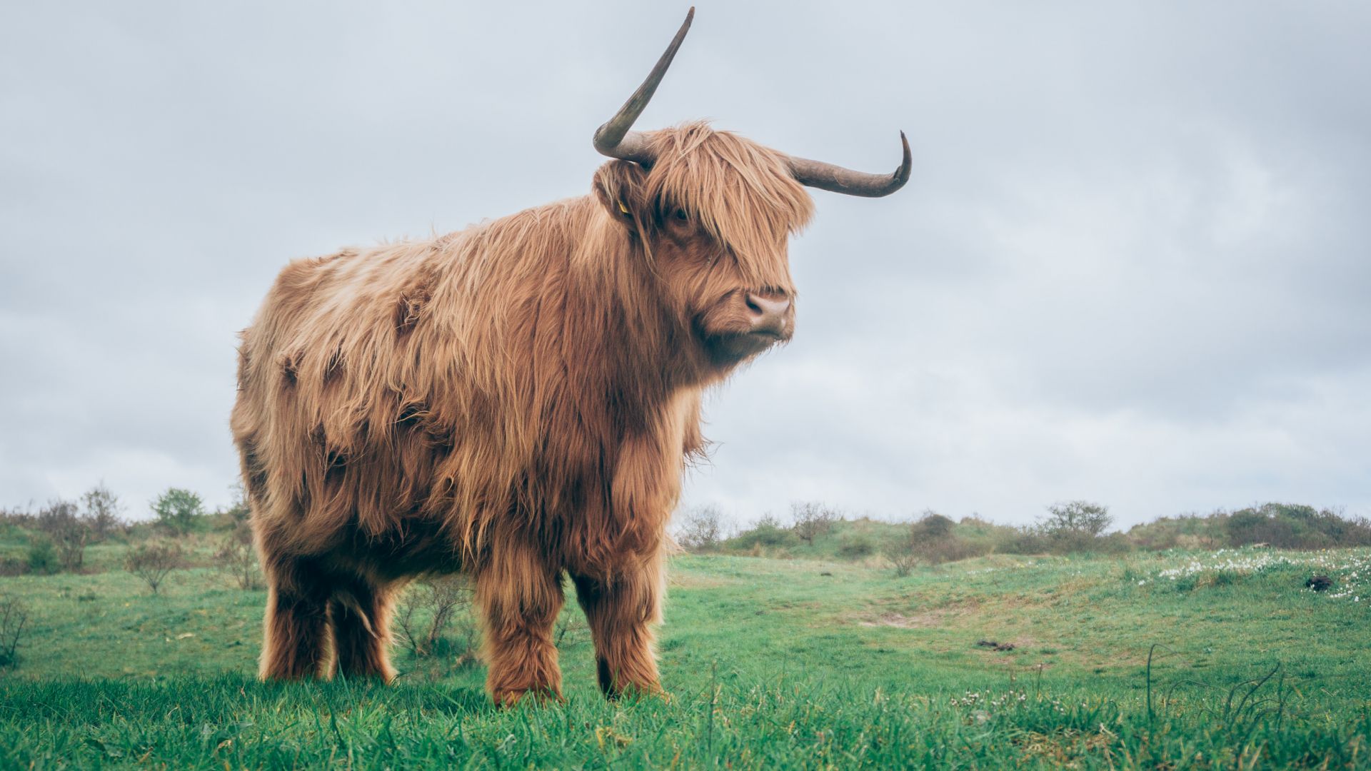 Wallpaper Bull, horns, fur, grass field