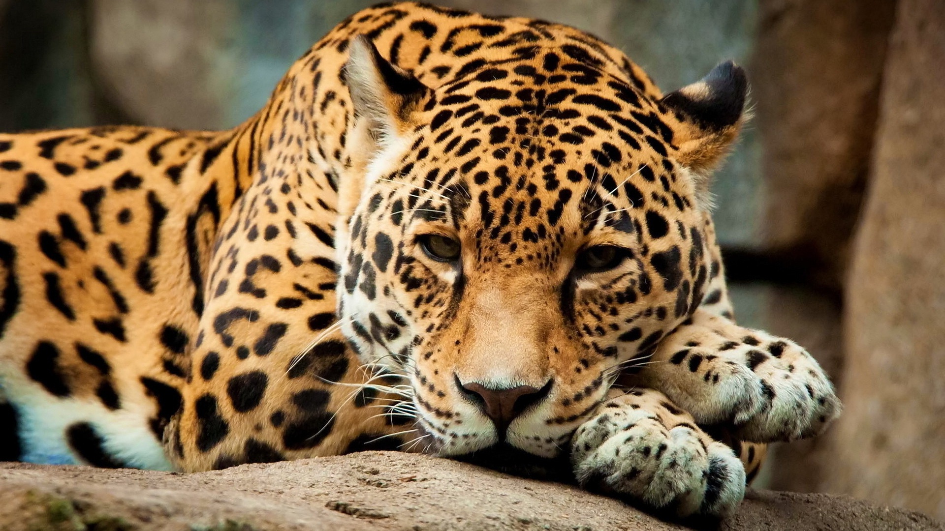 Wallpaper Jaguar, animals