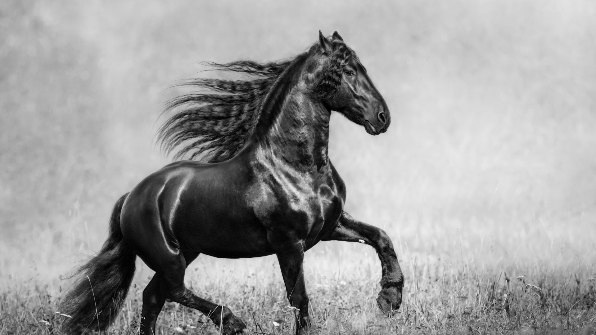 Wallpaper Horse black and white monochrome