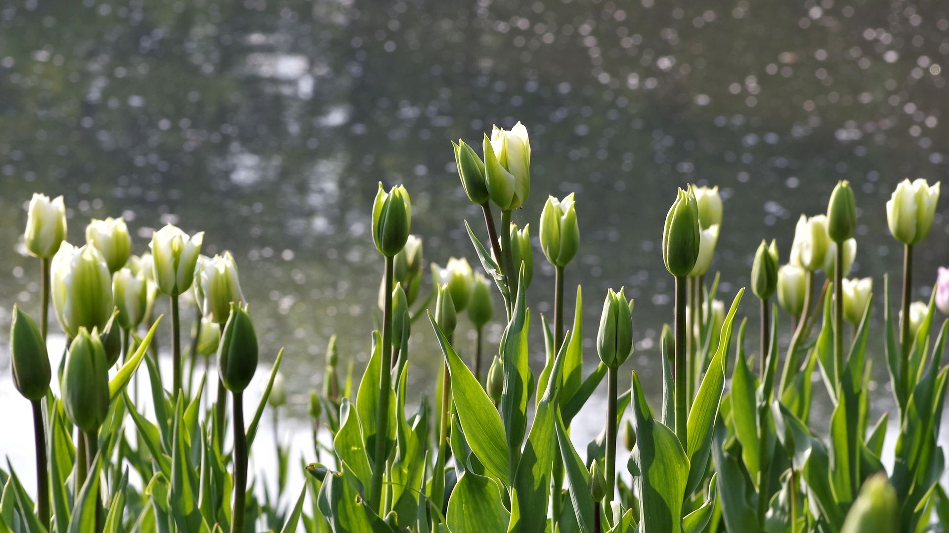 Wallpaper Green tulips, garden, flower
