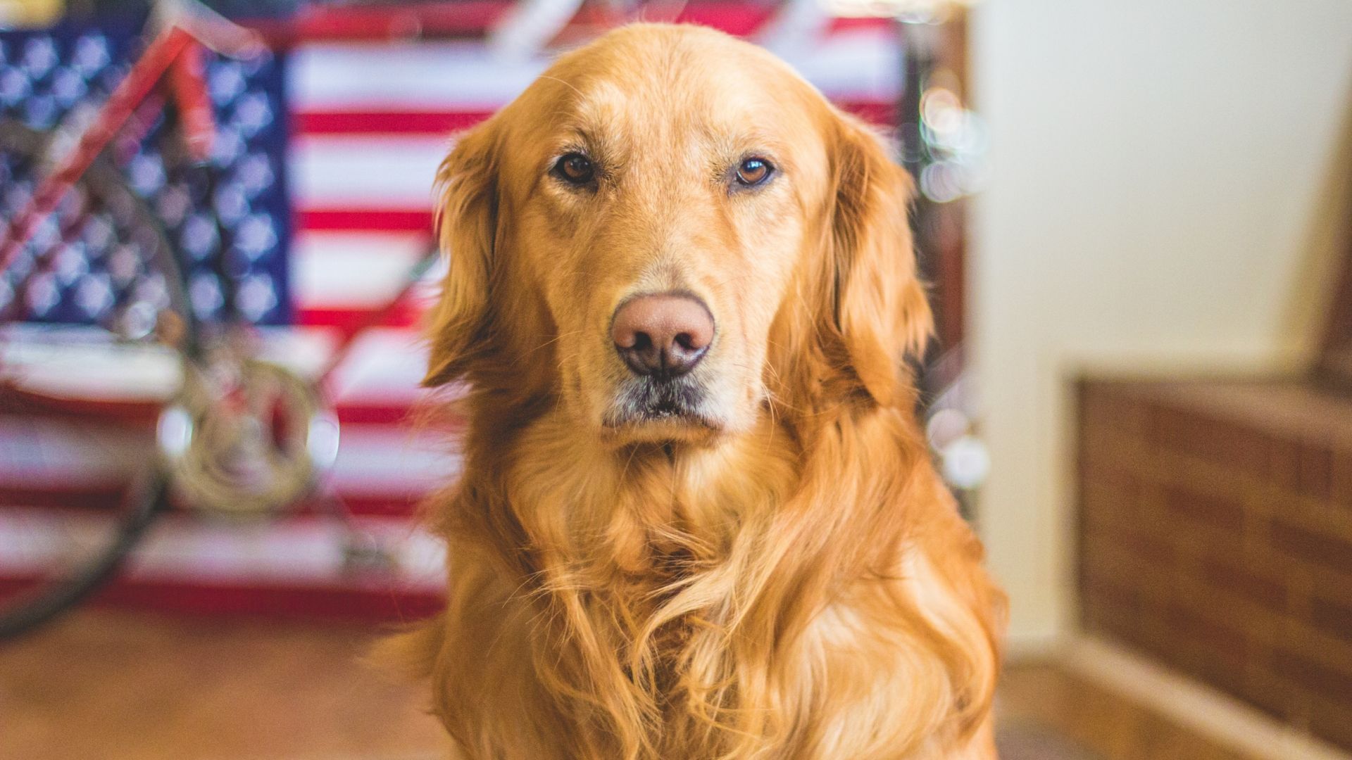 Wallpaper Golden retriever dog muzzle
