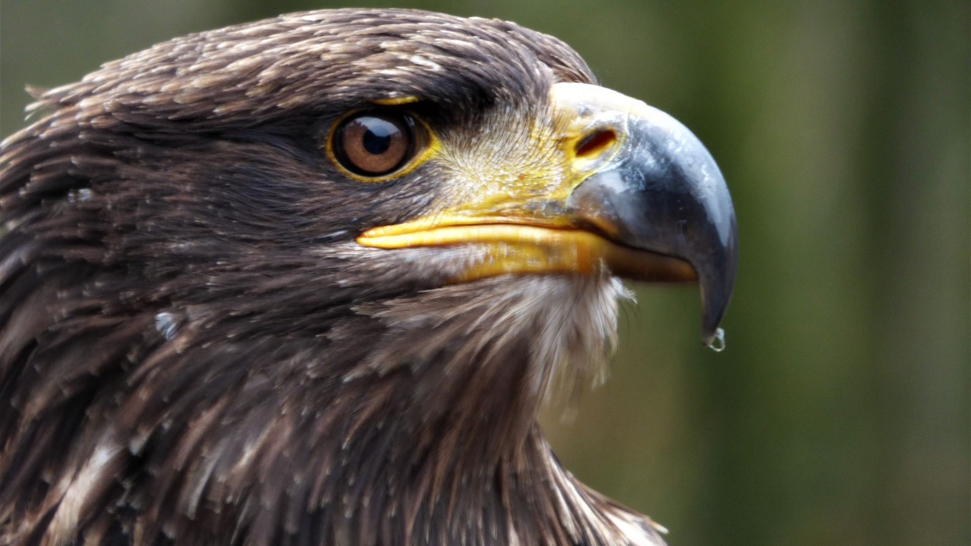 Wallpaper Eagle, predator, beak, eye, bird, muzzle
