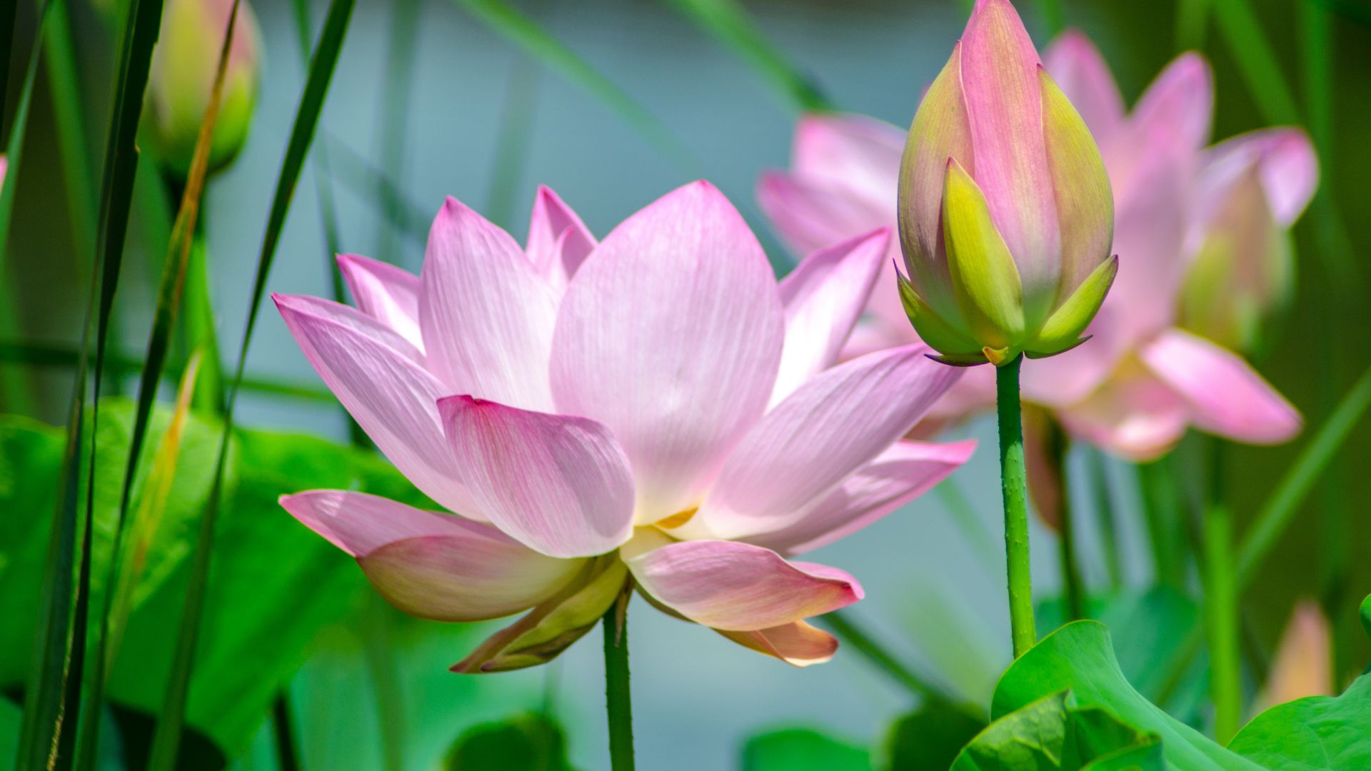 Wallpaper Lotus, flowers, pink, bud