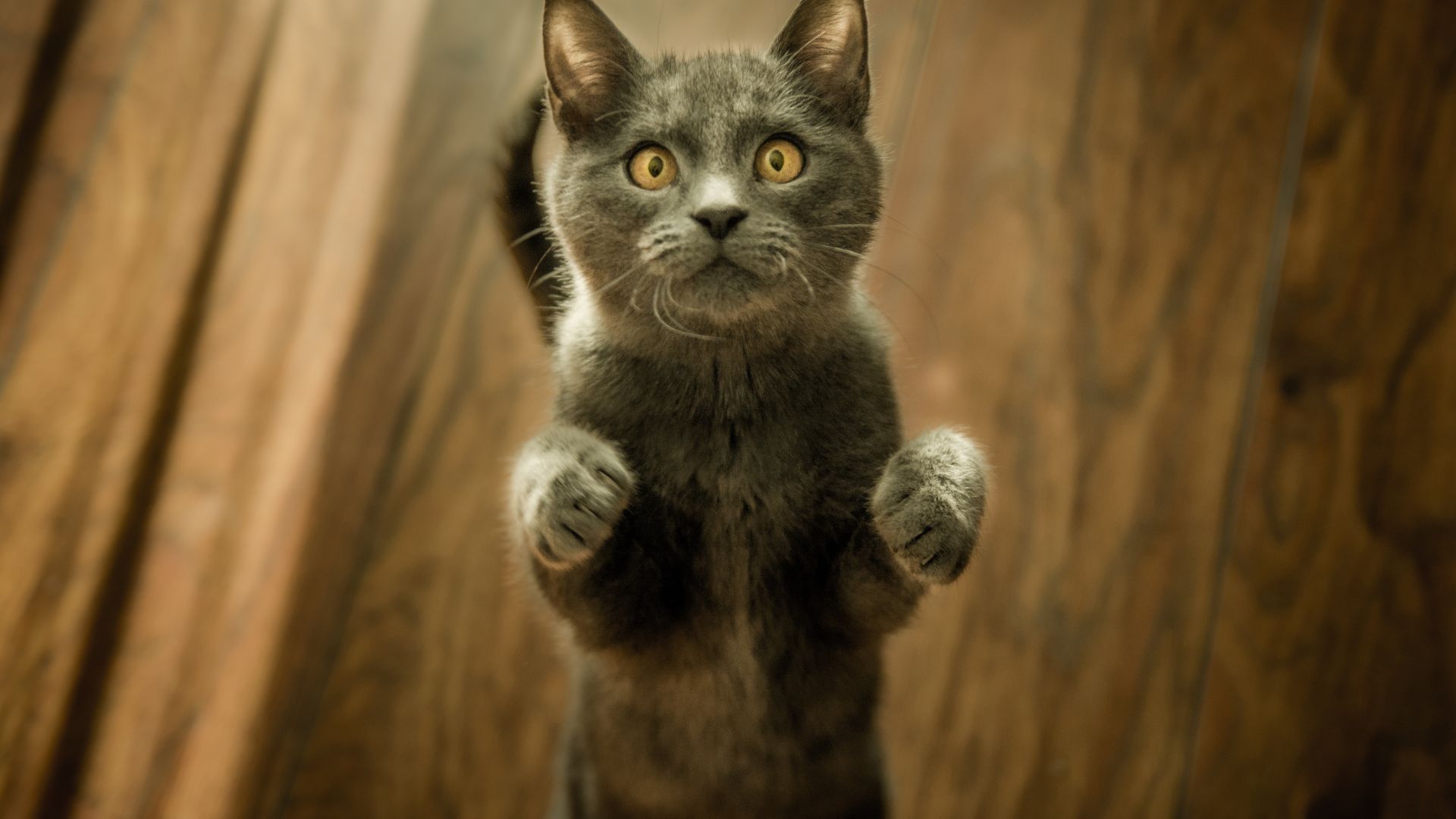 Wallpaper Curious, kitten, British Shorthair, black, cat, stare