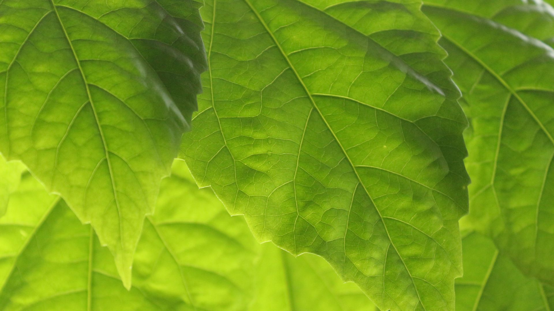 Wallpaper Green leaves, close up, veins, spring