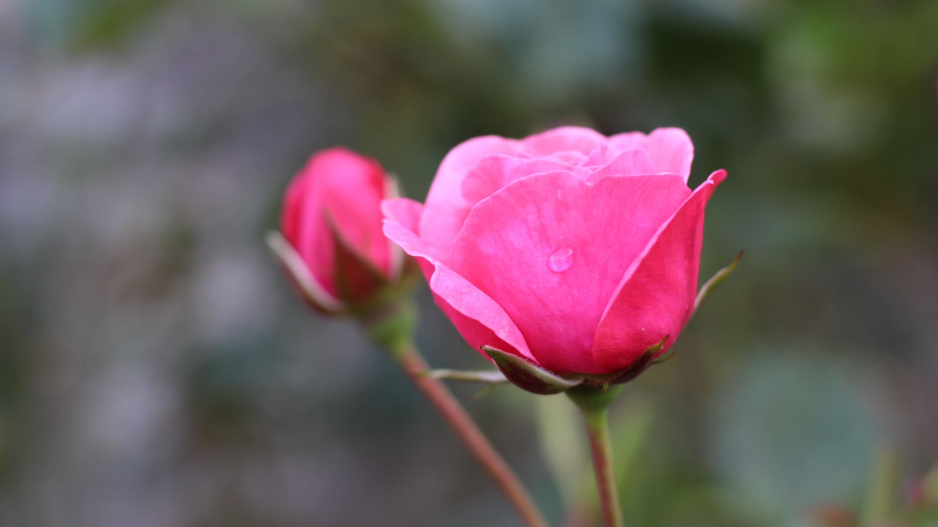 Wallpaper Pink roses, bud, flower, water drops, blur
