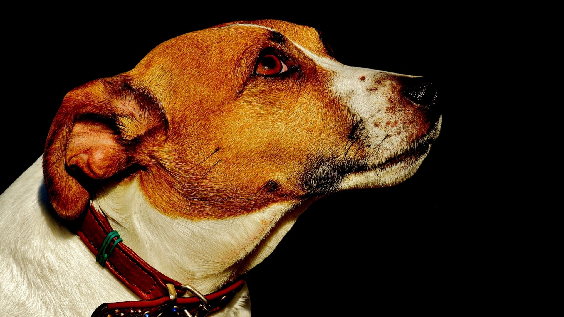 Wallpaper Jack russell, muzzle, dog, animal, amazed