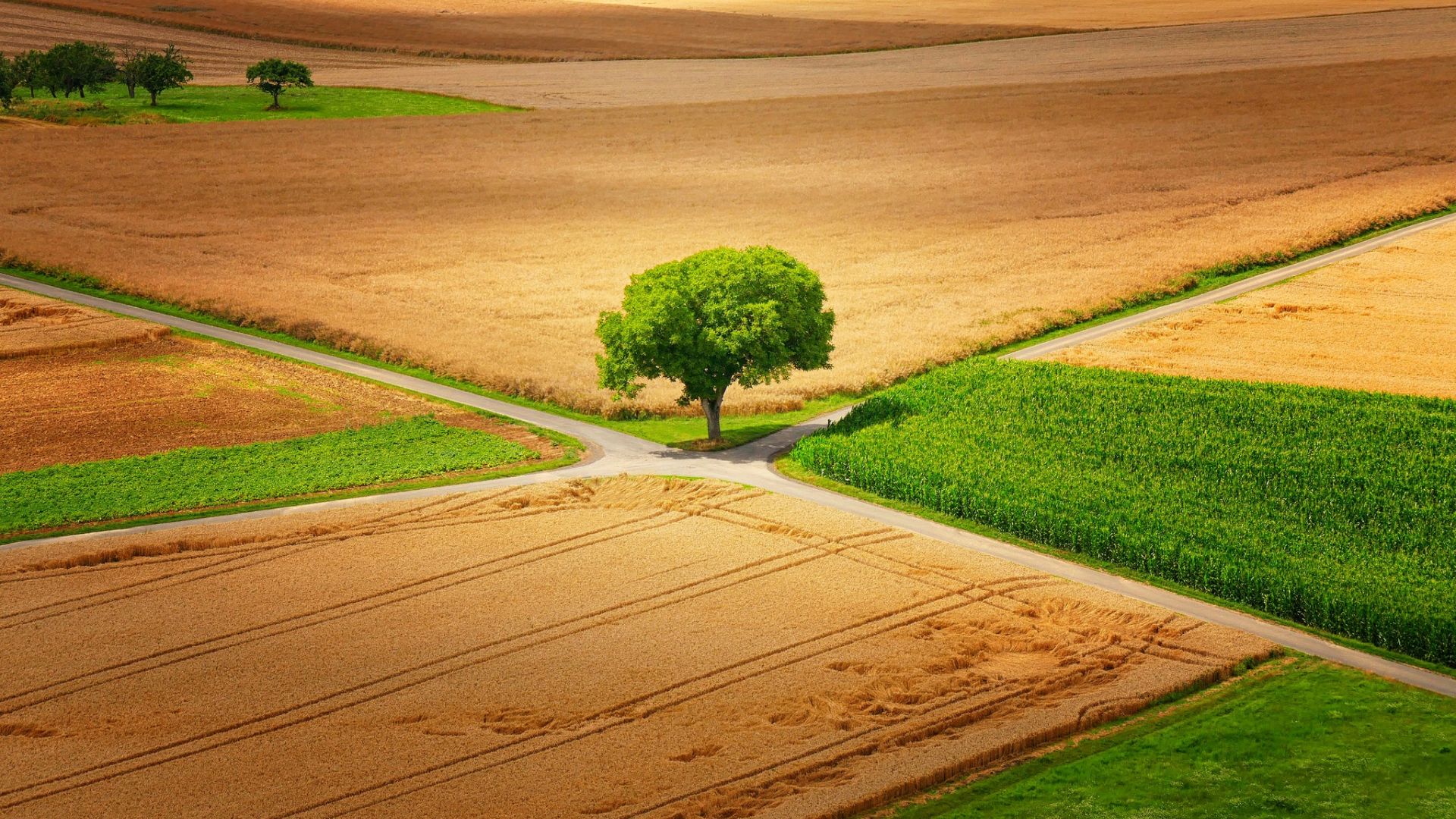 Wallpaper Tree, landscape, farms, aerial view