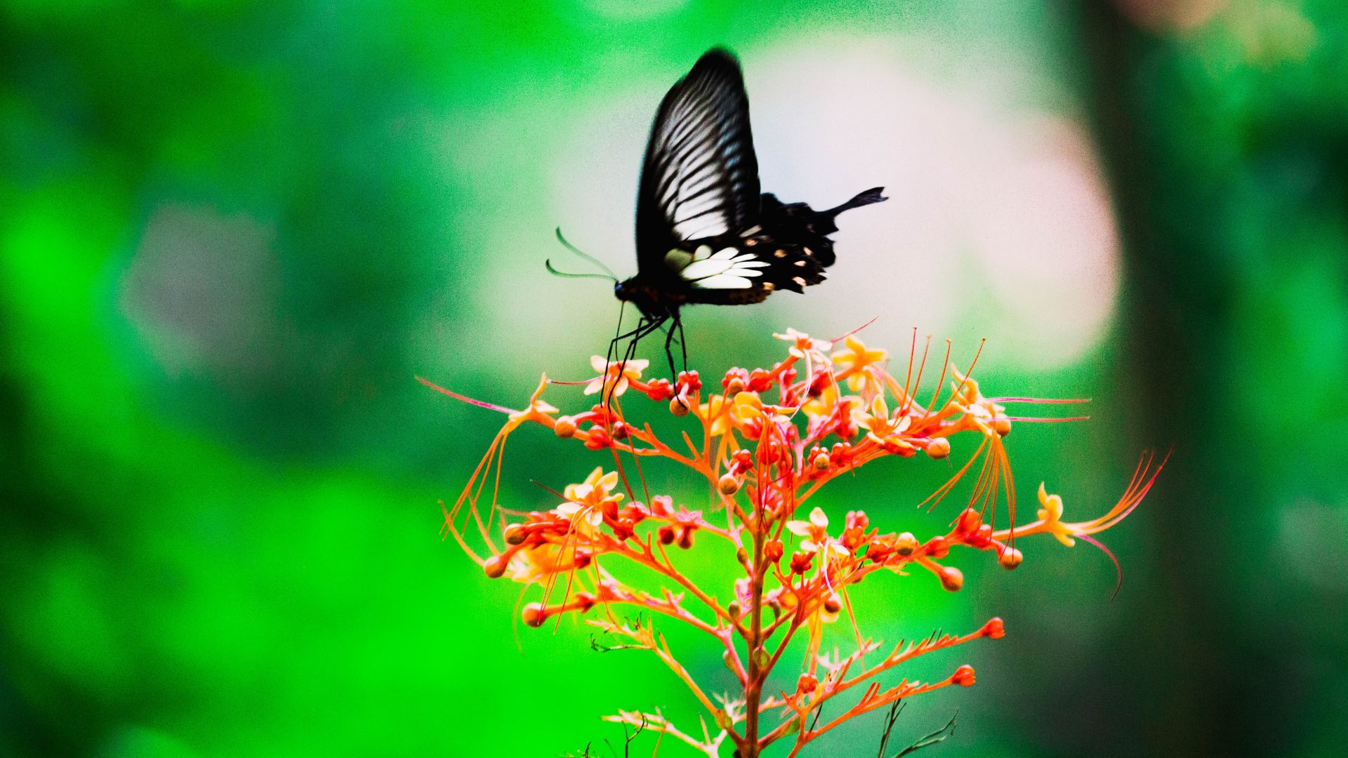 Wallpaper Black, butterfly, insect, sit, blur