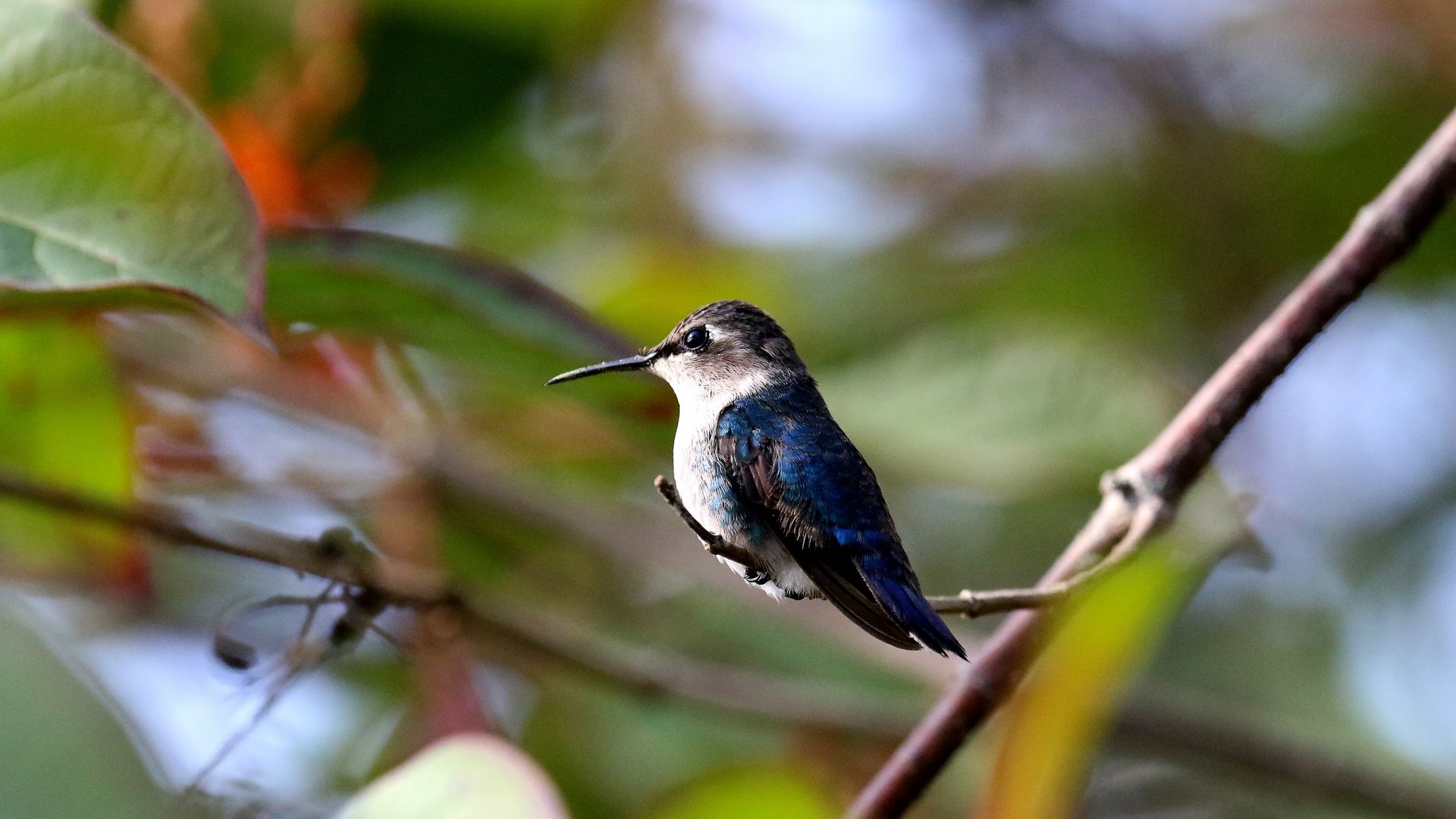Wallpaper Cute, Cuba bird, hummingbird
