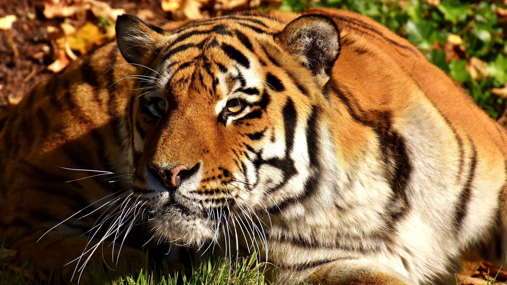 Wallpaper Predator, tiger, curious animal, zoo, 5k