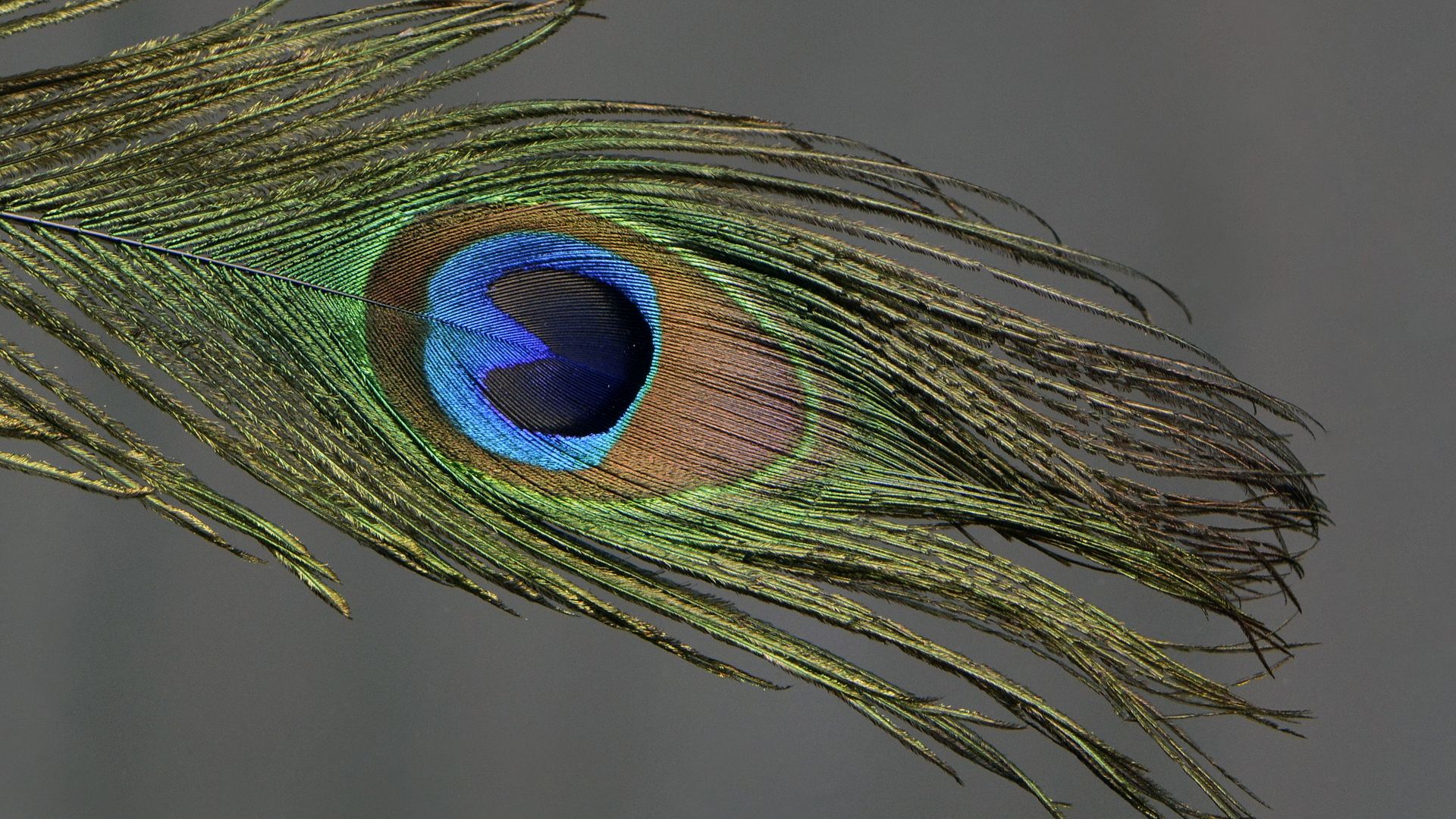 Desktop Wallpaper Peacock Feather, Hd Image, Picture, Background, B1wksp