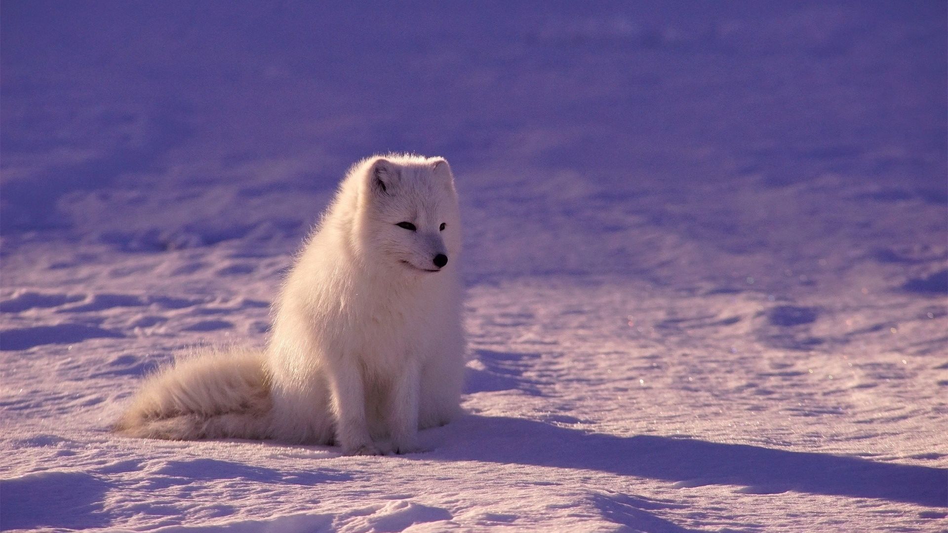 Wallpaper White fox, arctic fox, animal