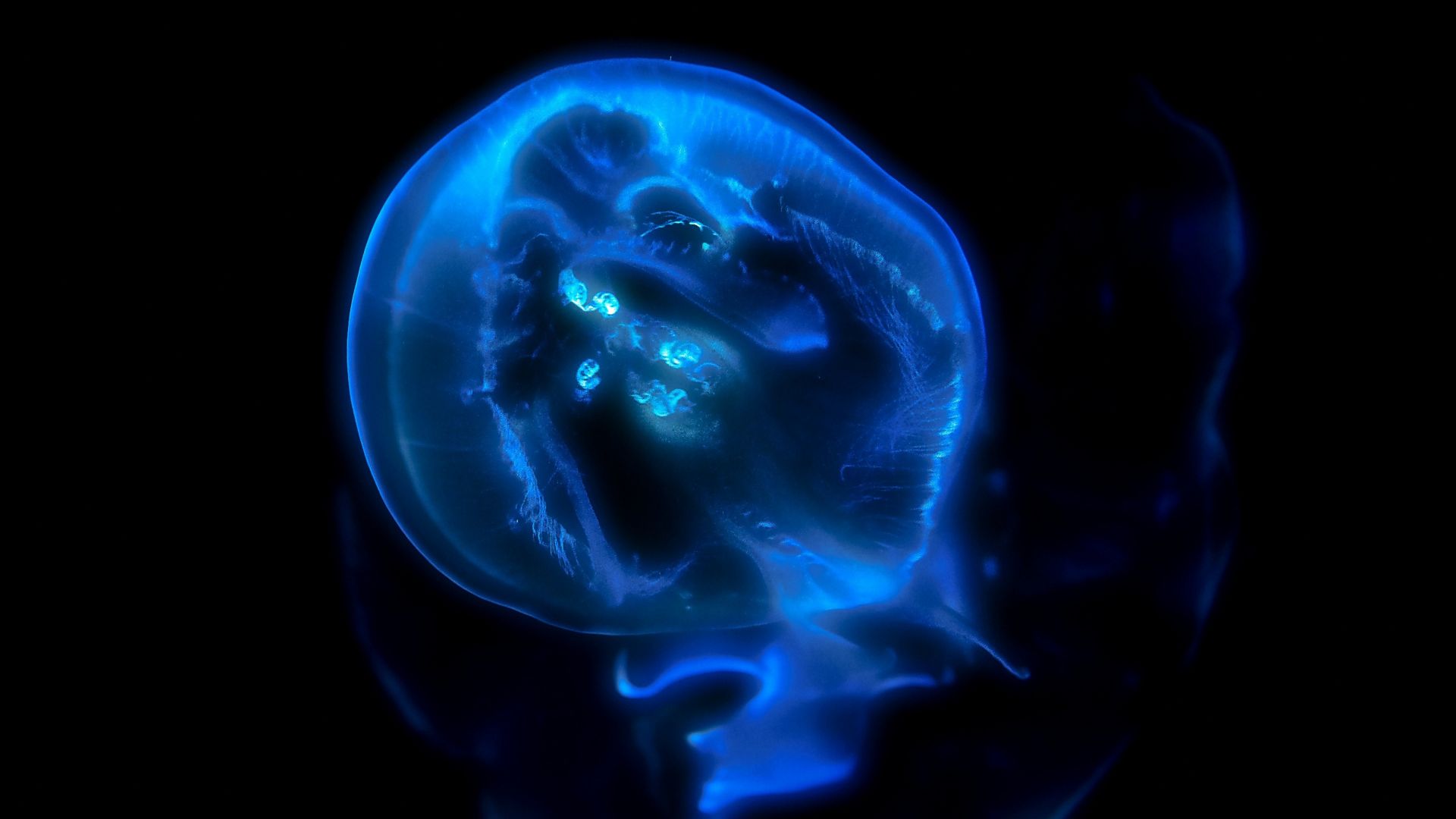Wallpaper Blue, jellyfish, glowing, underwater