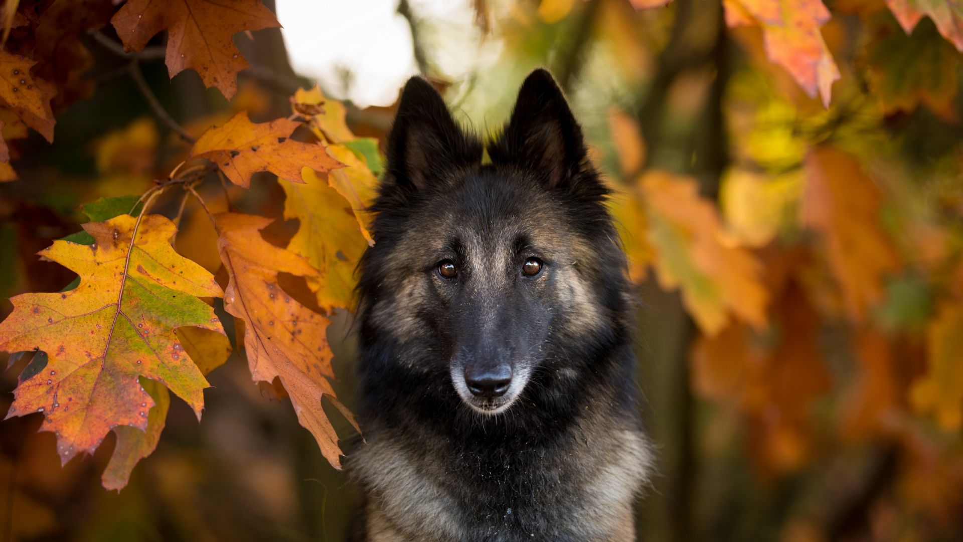 Wallpaper Shepherd, dog, autumn, muzzle